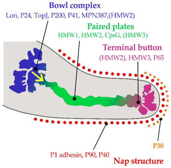 Pathogens 10 00119 g001 550
