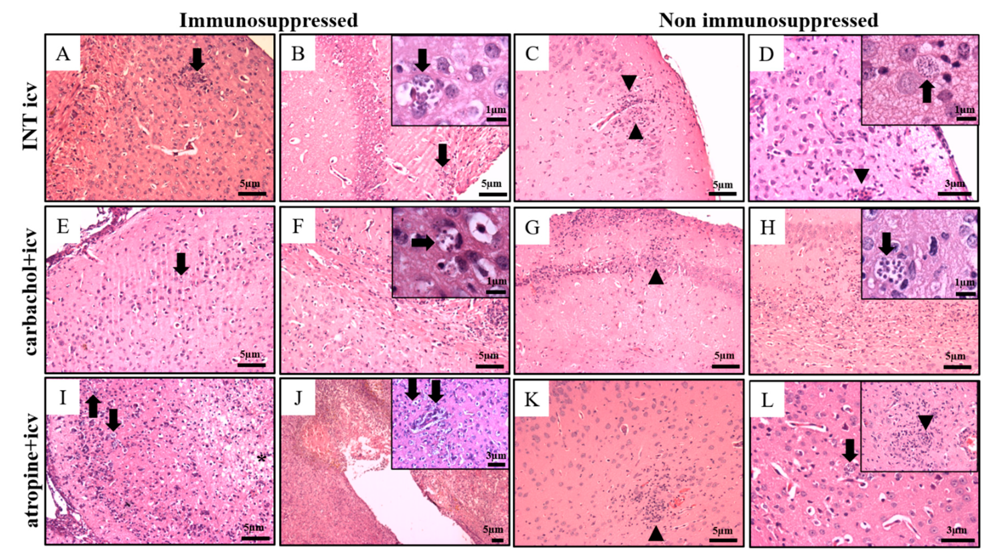 Pathogens 10 00121 g004