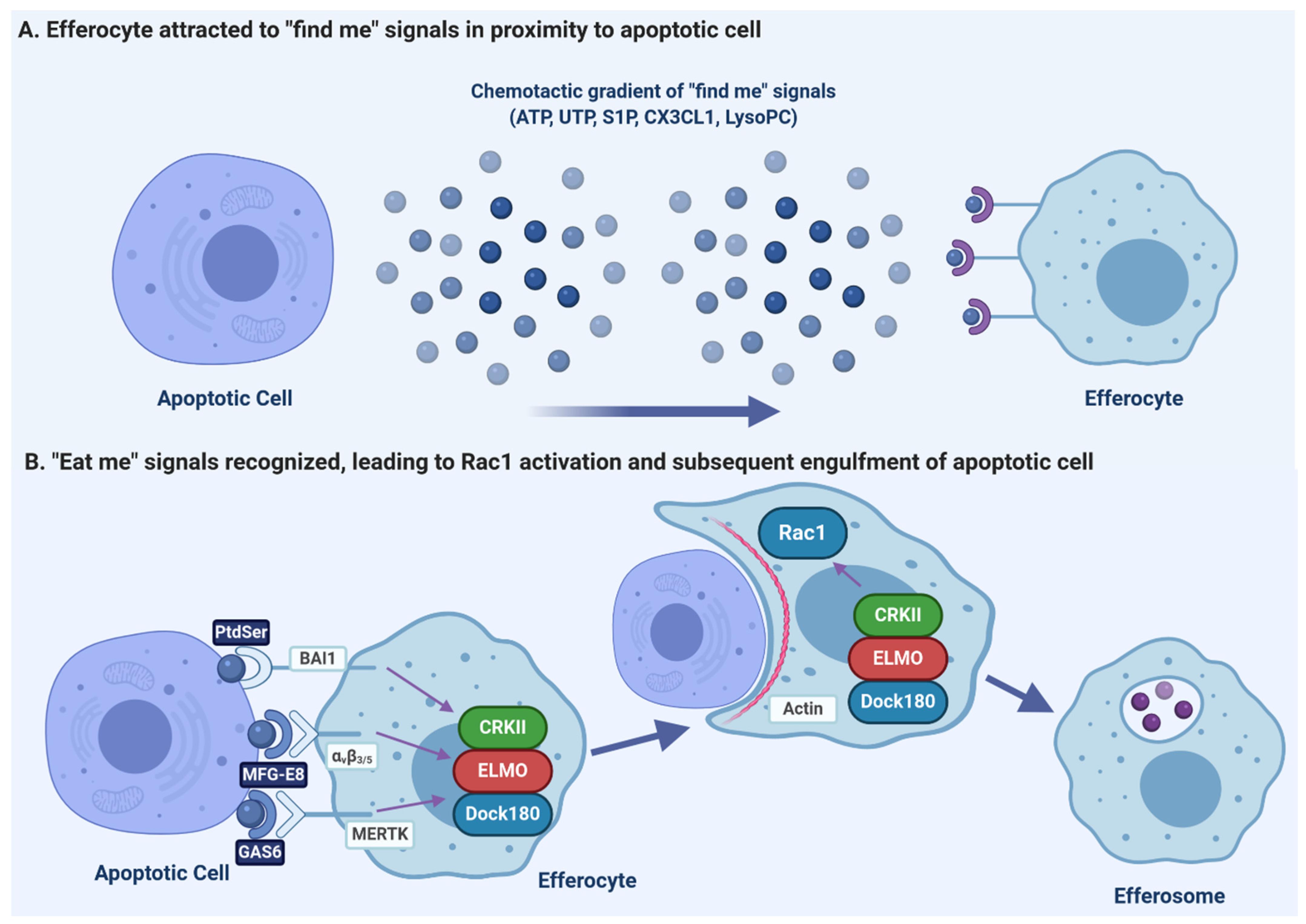 Pathogens | Free Full-Text | Role of Apoptotic Cell Clearance in