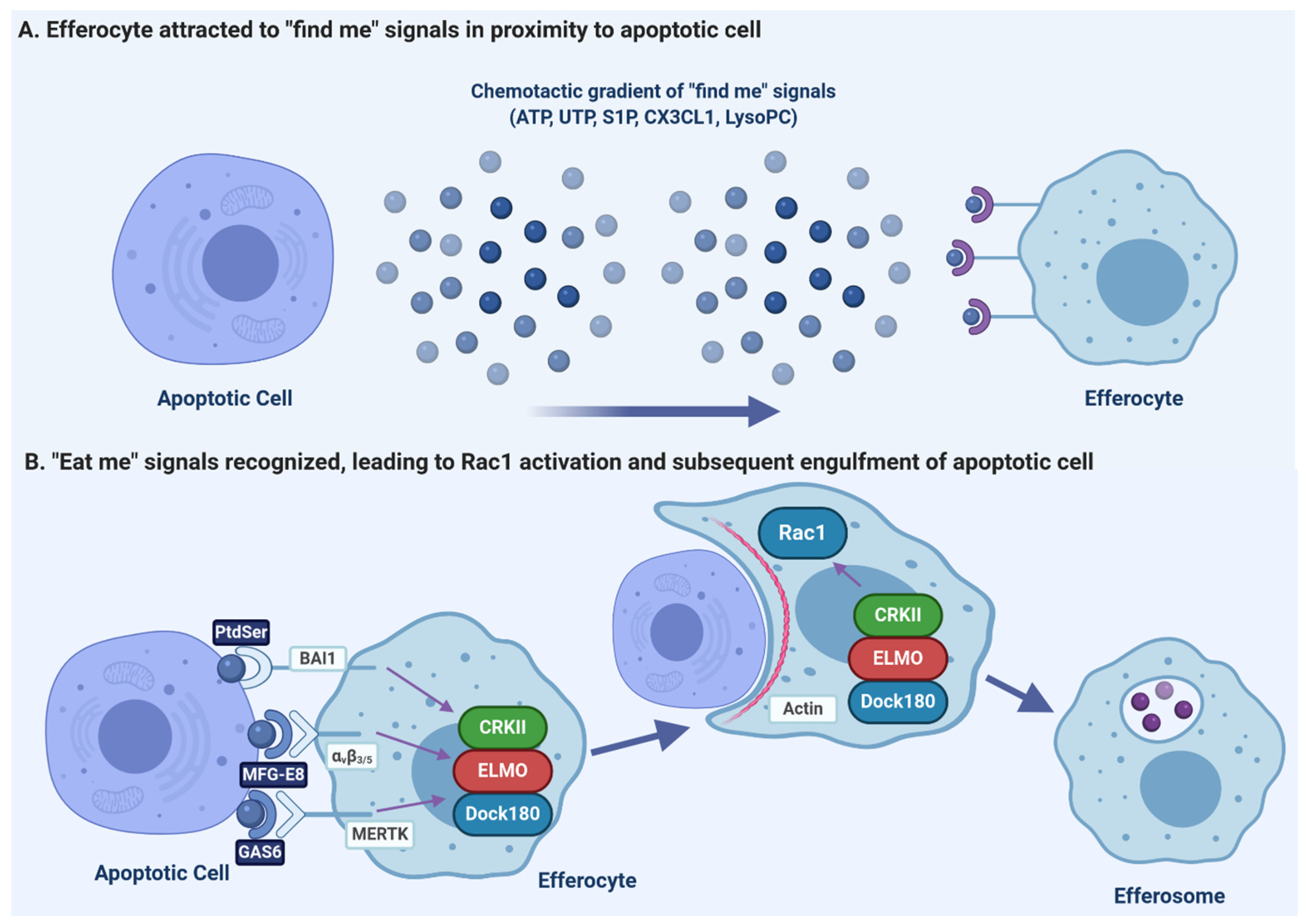 defile accent industri Pathogens | Free Full-Text | Role of Apoptotic Cell Clearance in Pneumonia  and Inflammatory Lung Disease | HTML