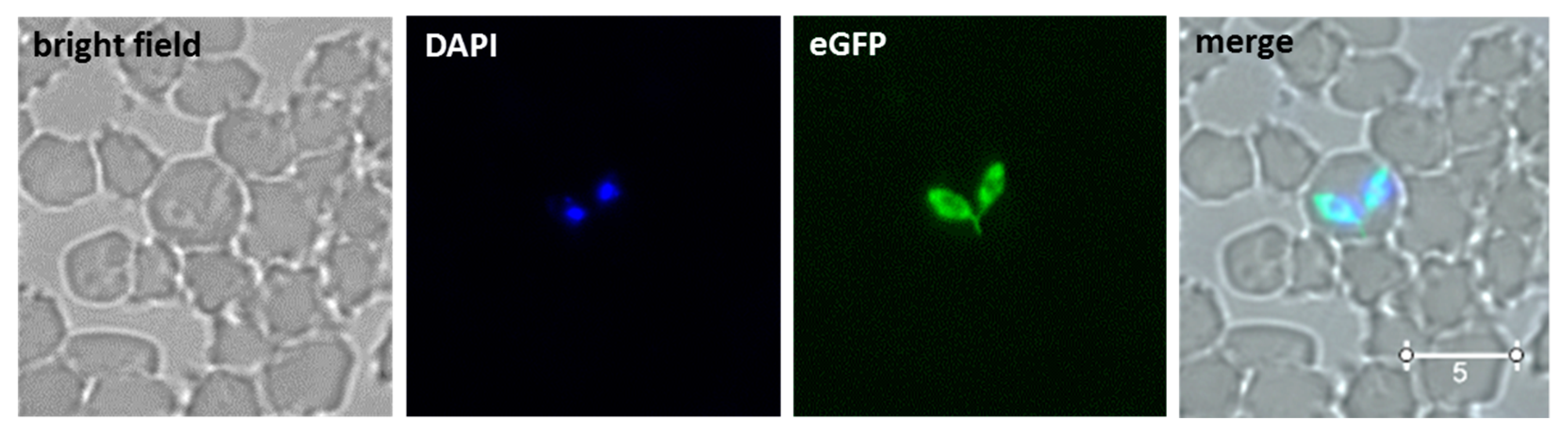 Pathogens 10 00135 g002 Pathogens 10 00135 g002