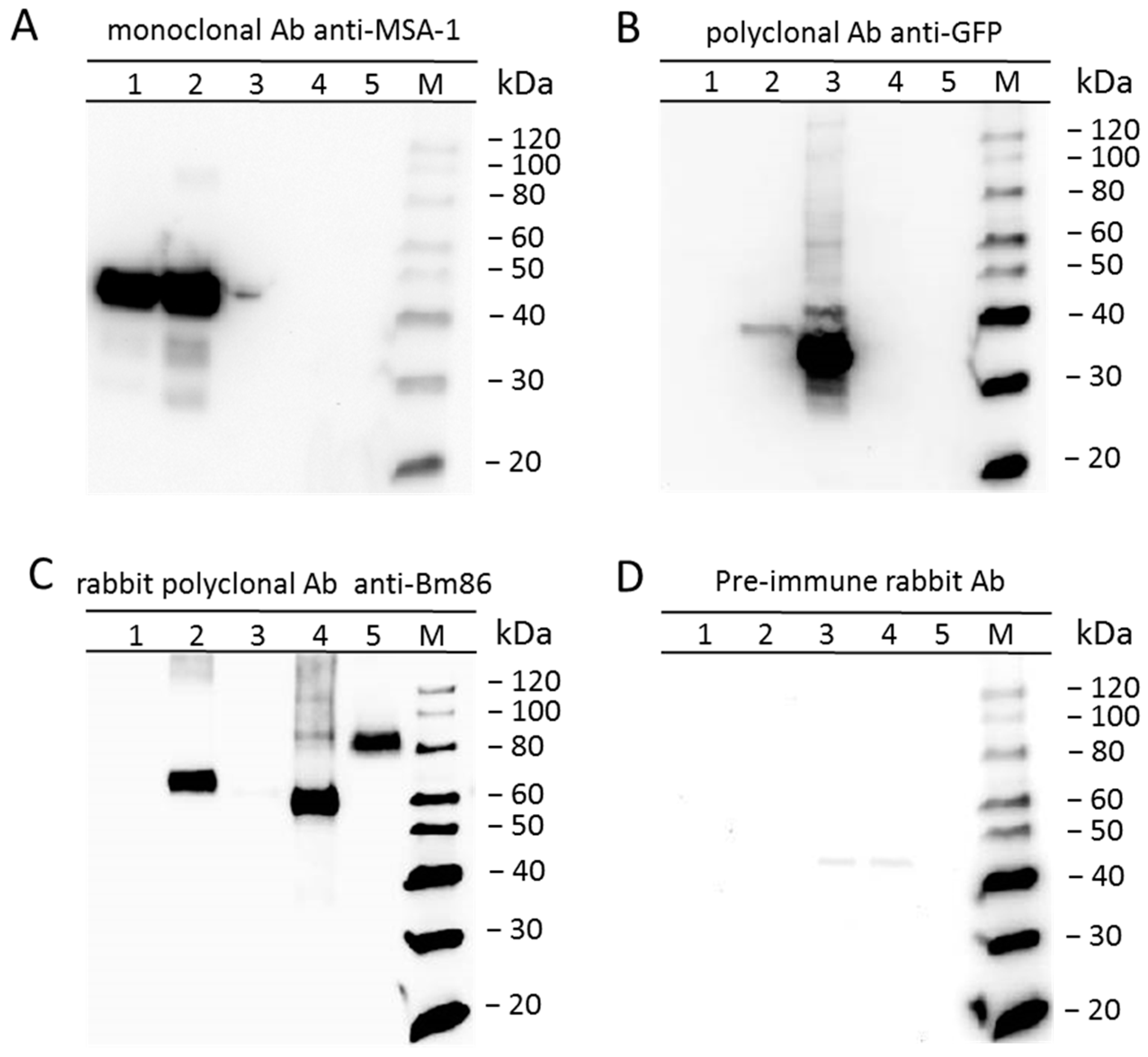 Pathogens 10 00135 g004 Pathogens 10 00135 g004