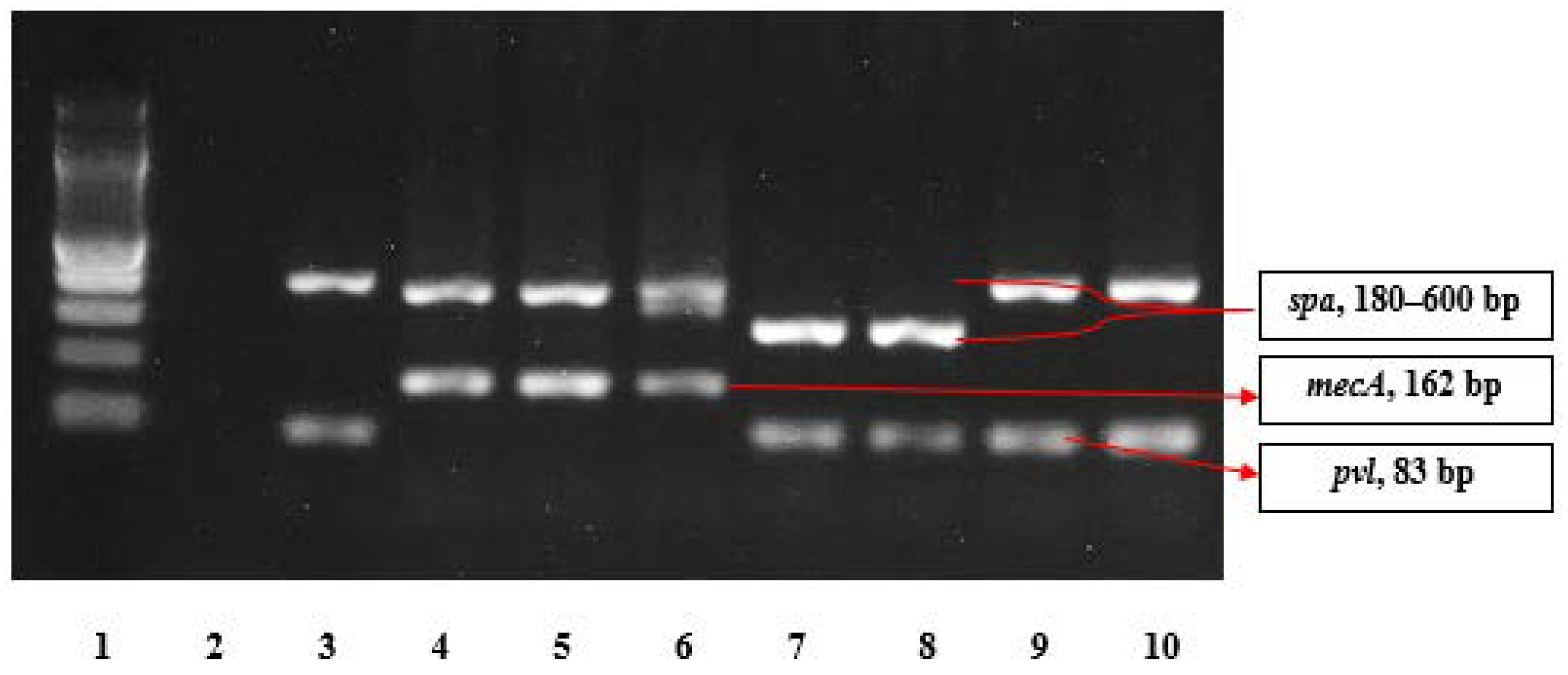 Pathogens 10 00136 g001 Pathogens 10 00136 g001
