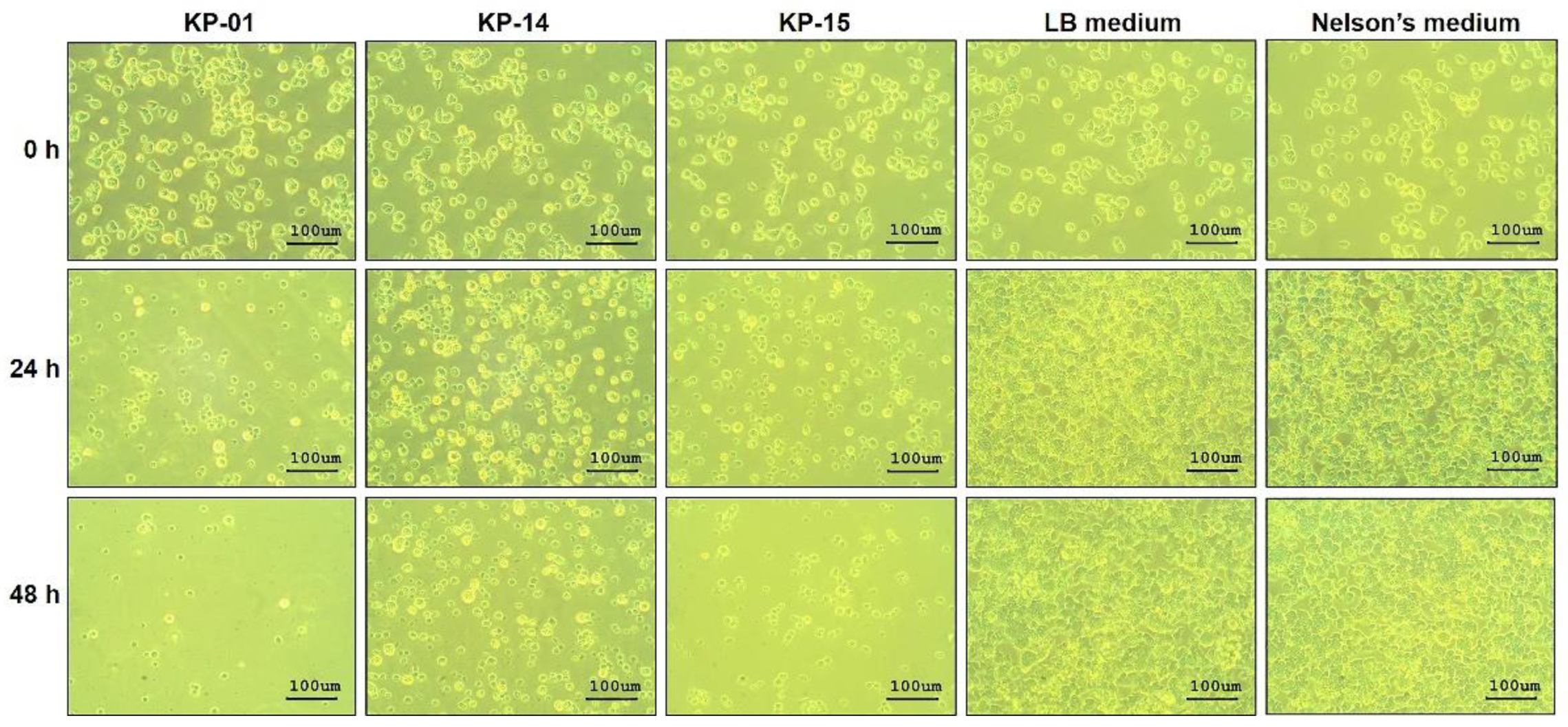 Pathogens 10 00142 g003