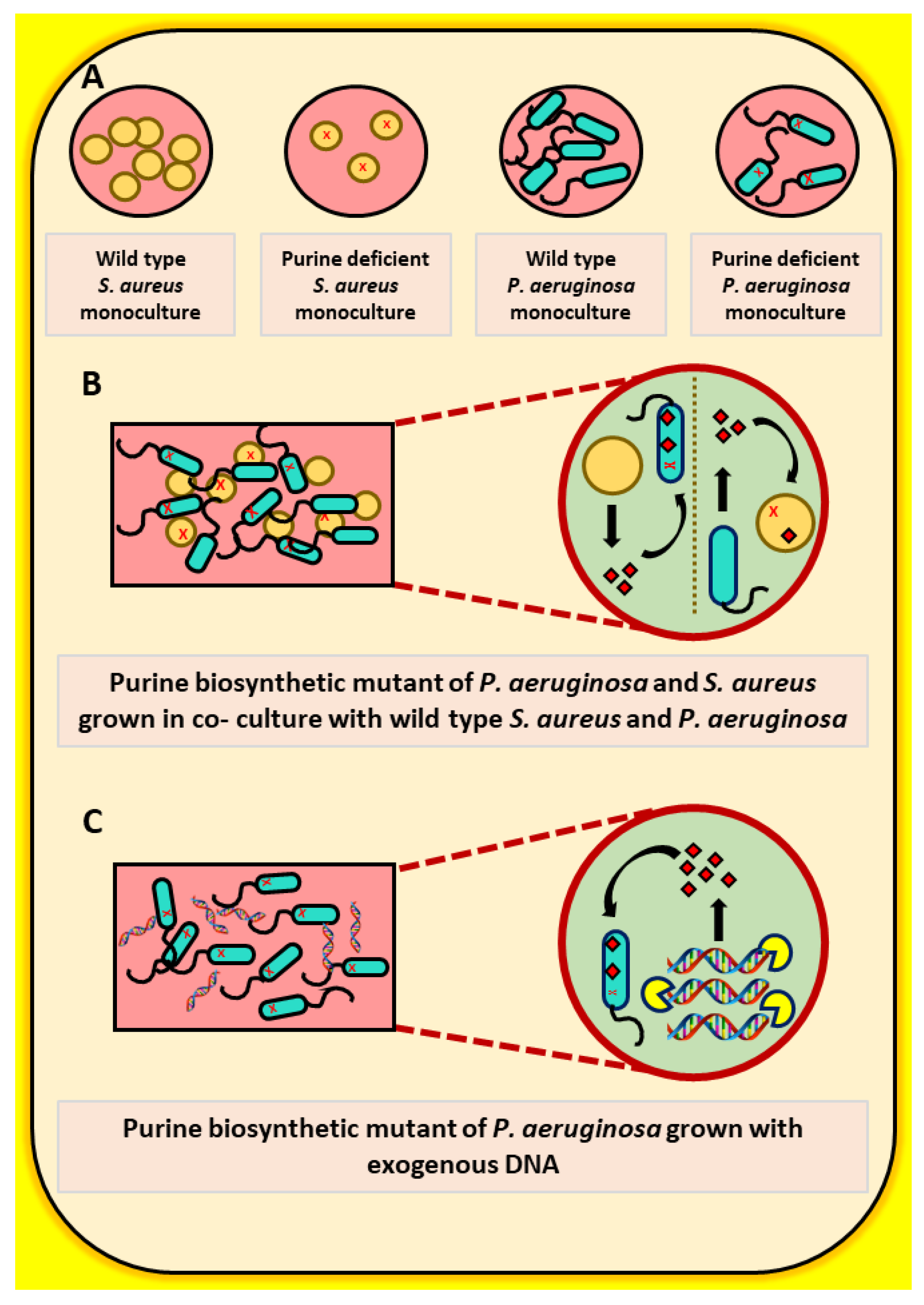 Pathogens 10 00146 g005 Pathogens 10 00146 g005