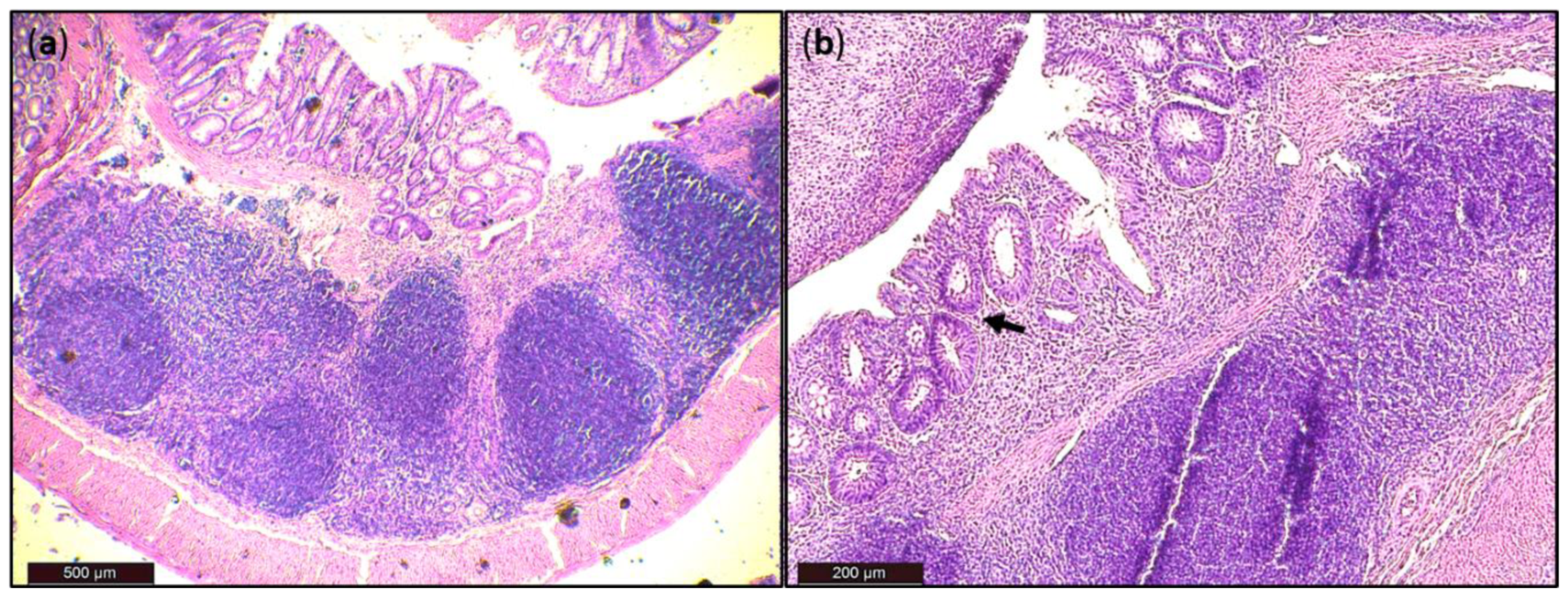 Pathogens 10 00152 g007 Pathogens 10 00152 g007