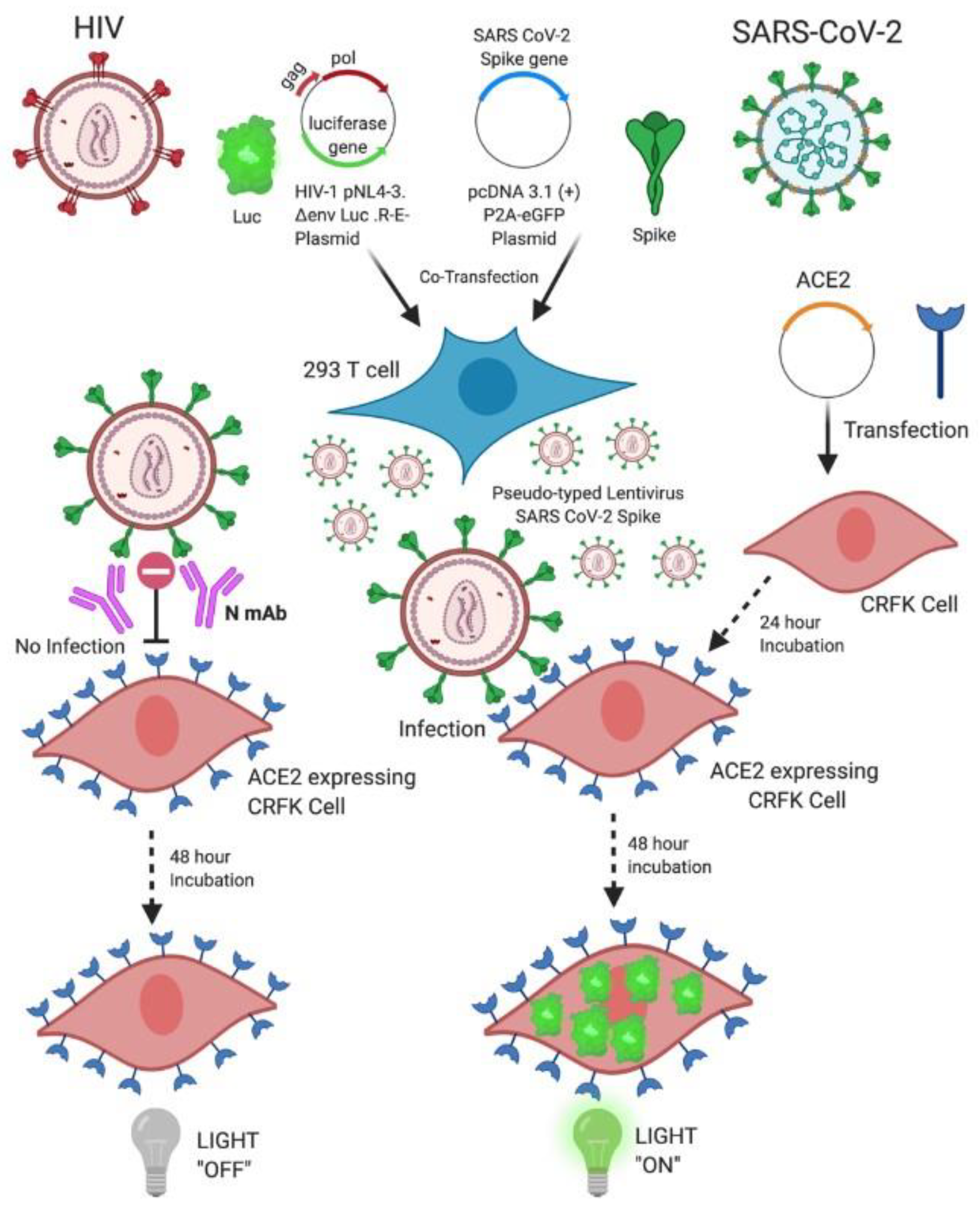 Pathogens 10 00153 g001 Pathogens 10 00153 g001