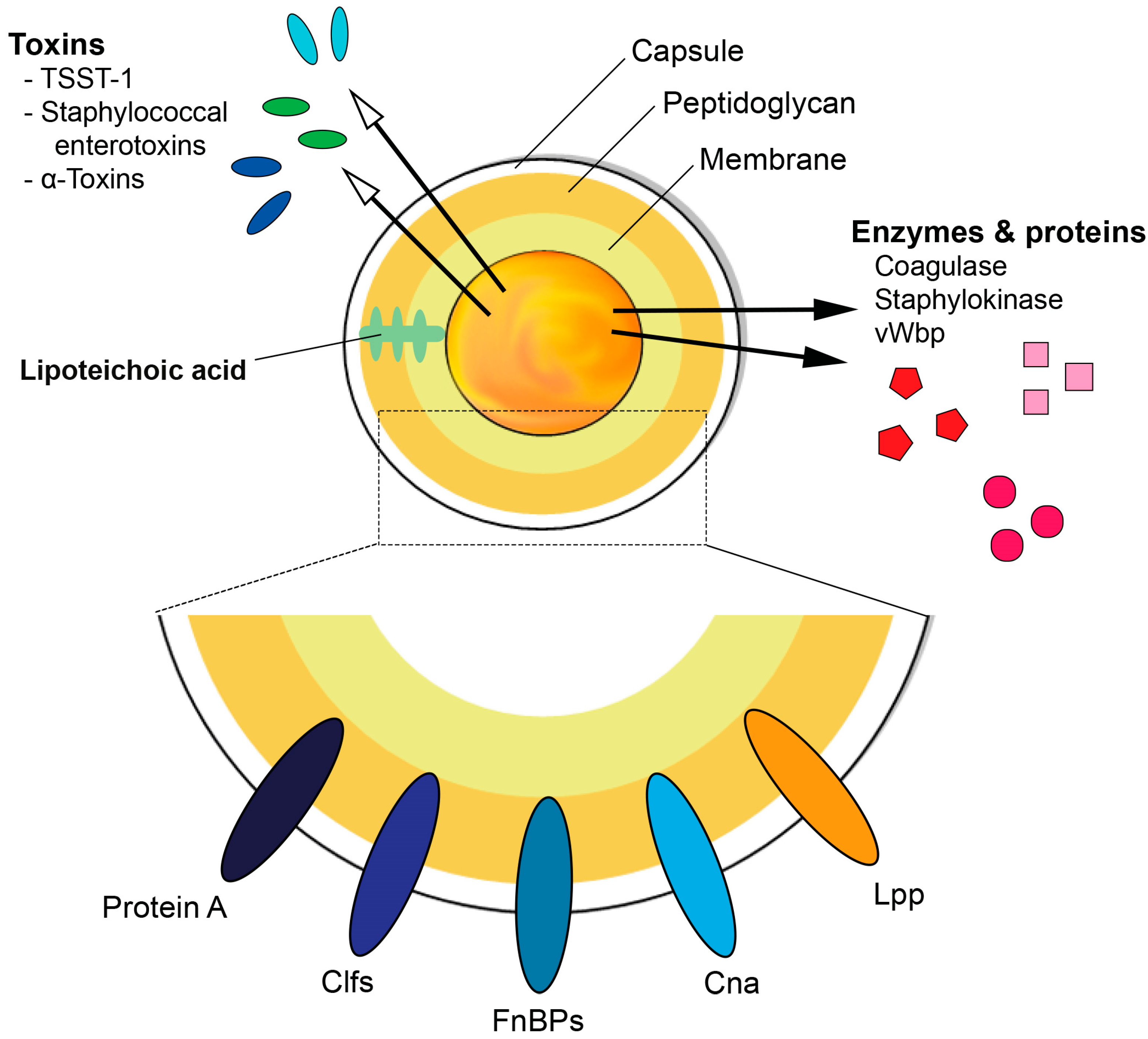 Schematic diagram illustrating the basic structure of Staphylococcus