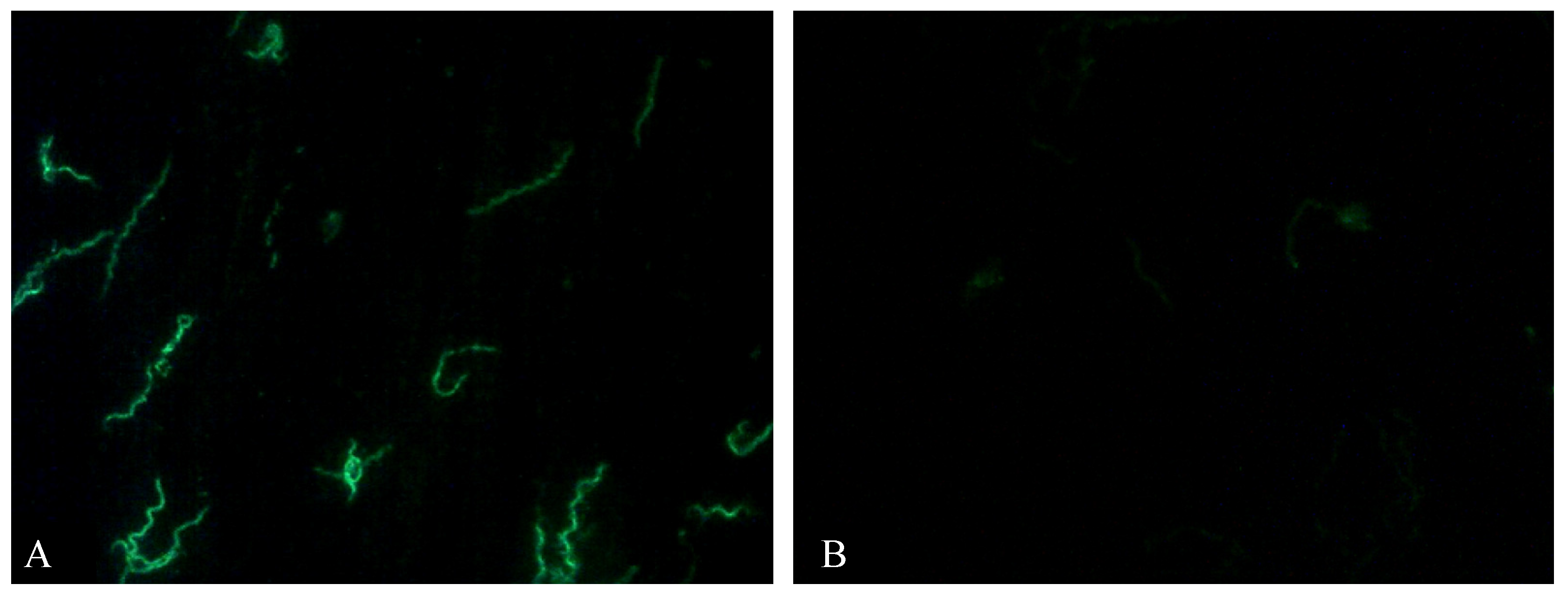 Pathogens 10 00164 g001 Pathogens 10 00164 g001