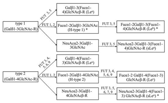 あい Alterations of Fucosyltransferase Genes and Fucosylated