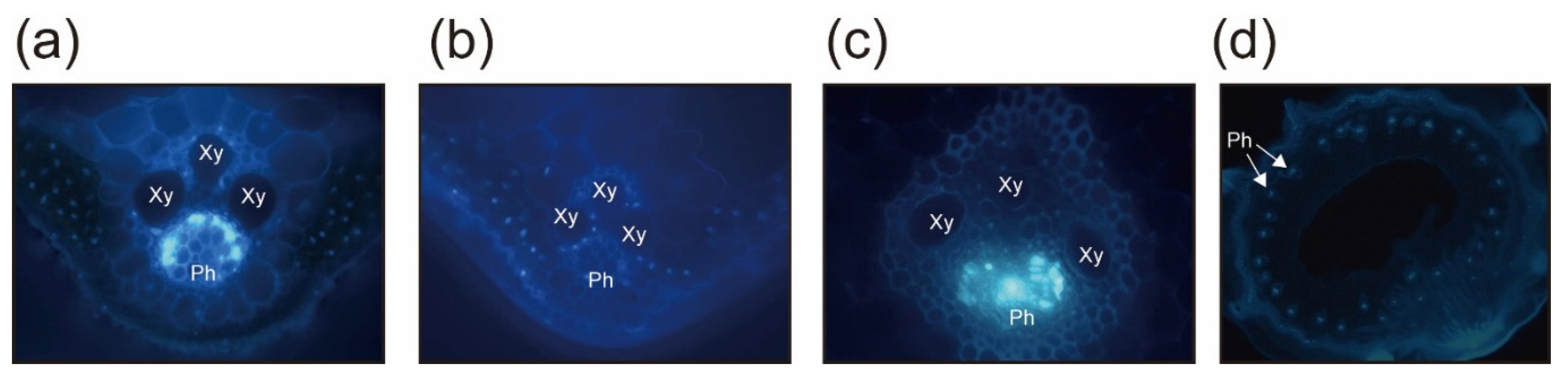 Pathogens 10 00169 g005