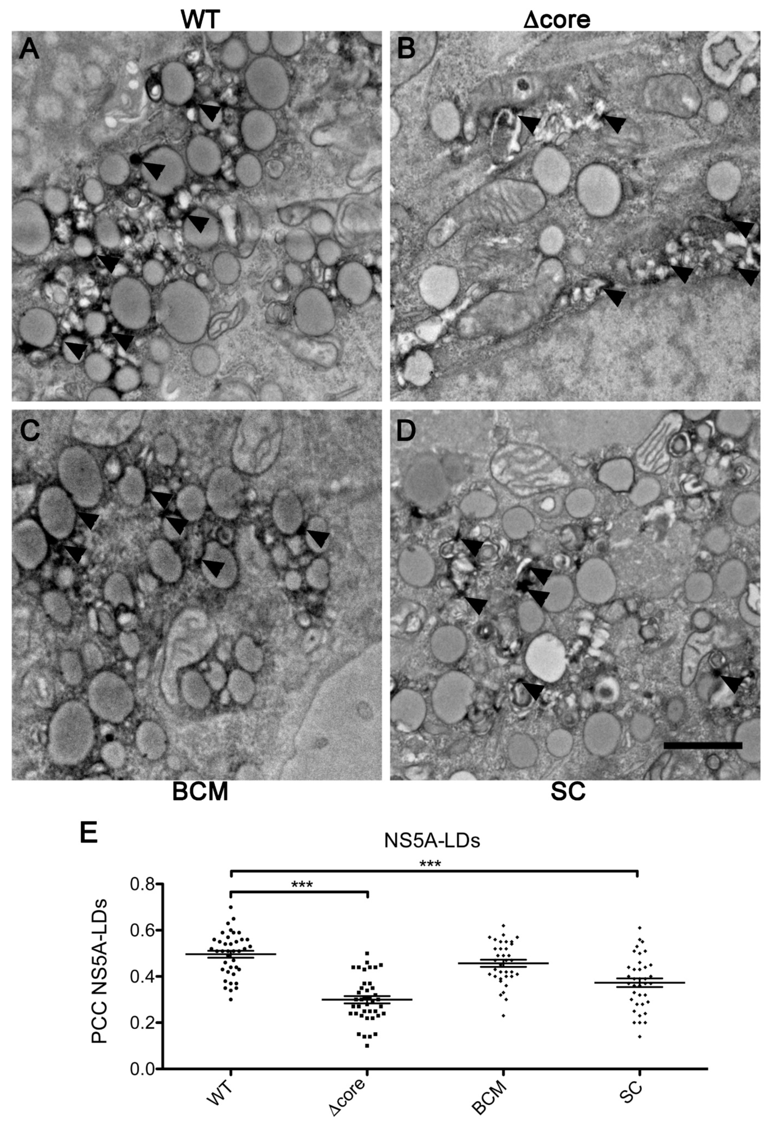 Pathogens 10 00172 g003 Pathogens 10 00172 g003