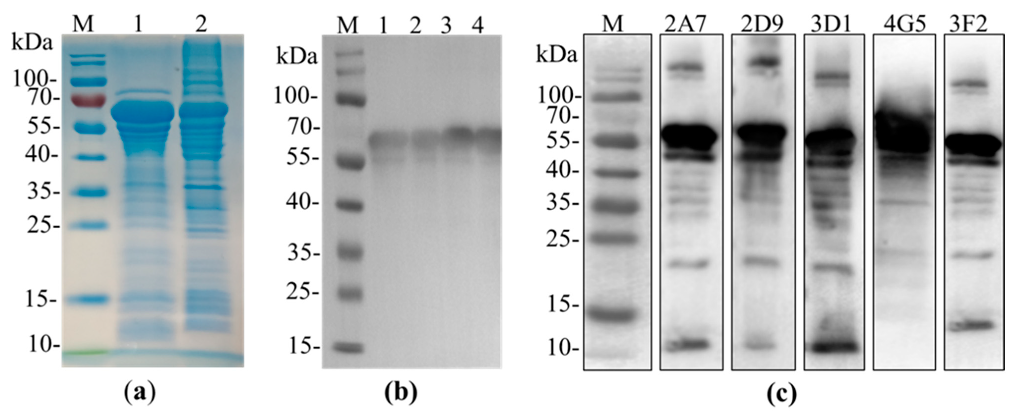 Pathogens 10 00178 g001 Pathogens 10 00178 g001