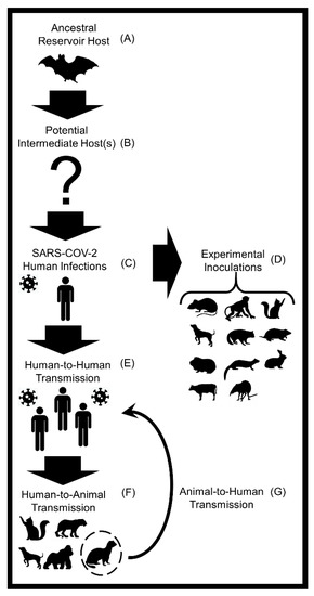 Pathogens Free Full Text Host Diversity And Potential Transmission Pathways Of Sars Cov 2 At The Human Animal Interface Html