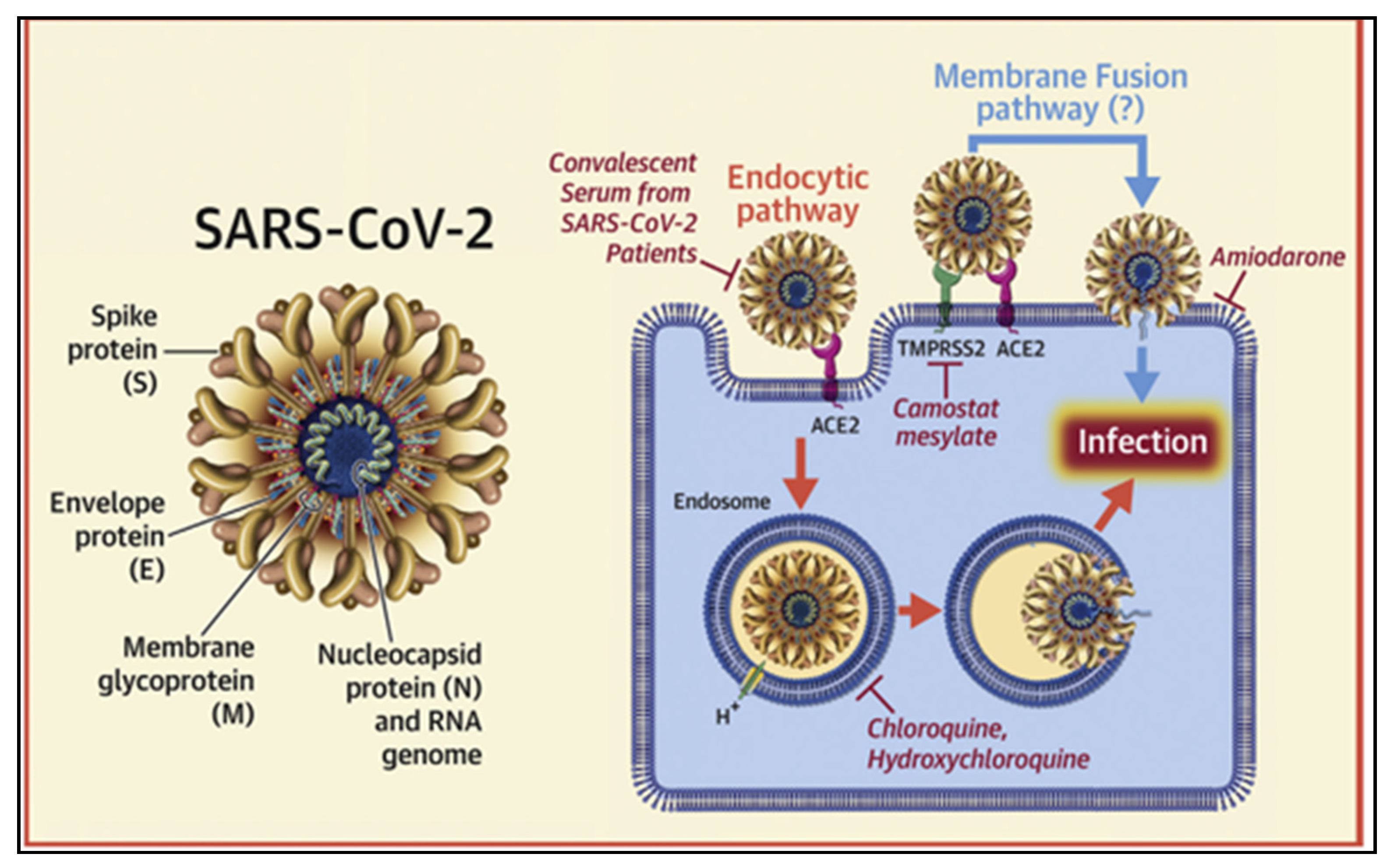 Вирус ковид отнесен. Строение вируса SARS-cov-2. SARS cov 2 virus structure. Структура вируса SARS - cov-2. Вирус SARS-cov-2 относится к роду.