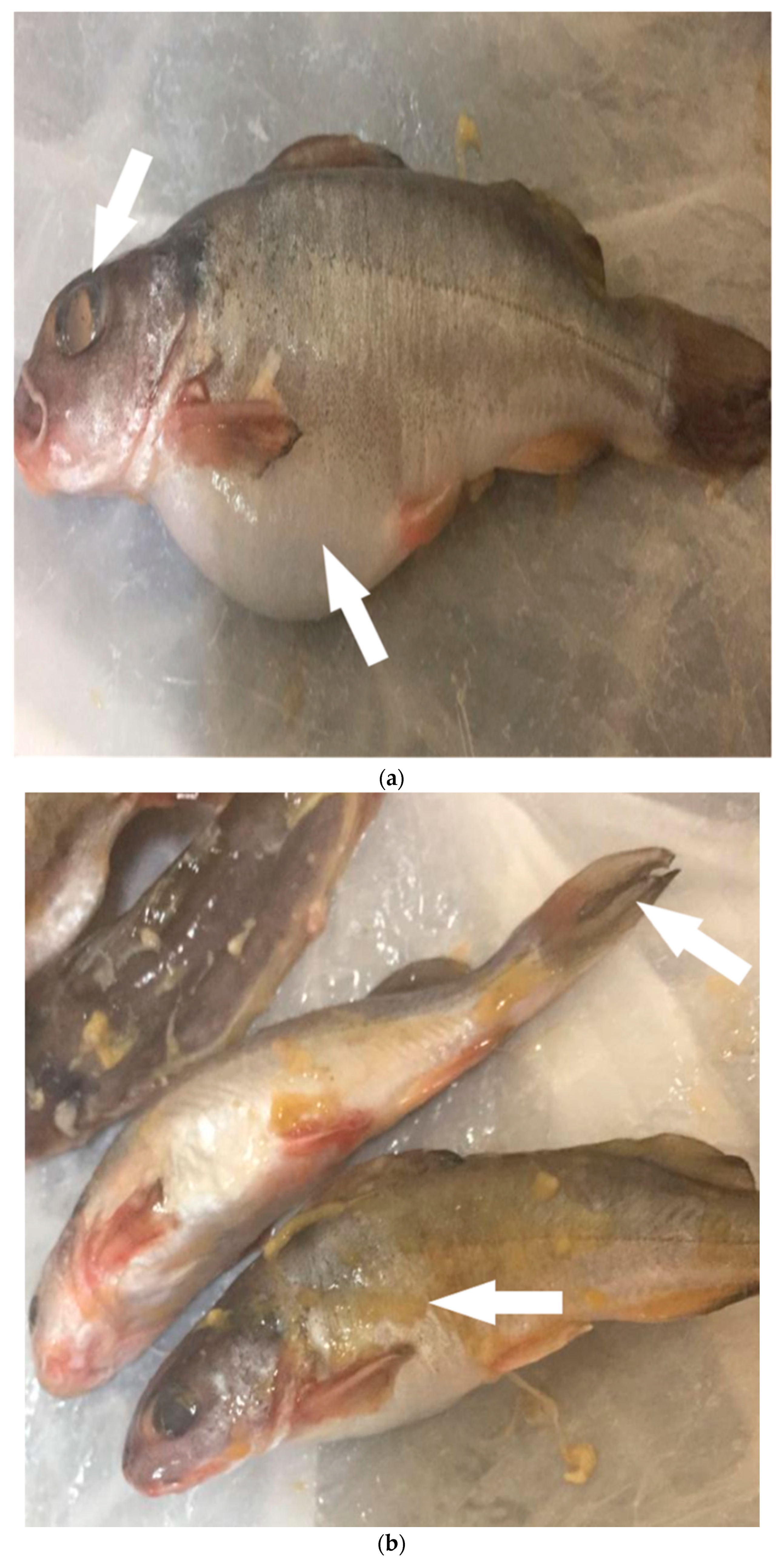 Pathogens 10 00190 g003