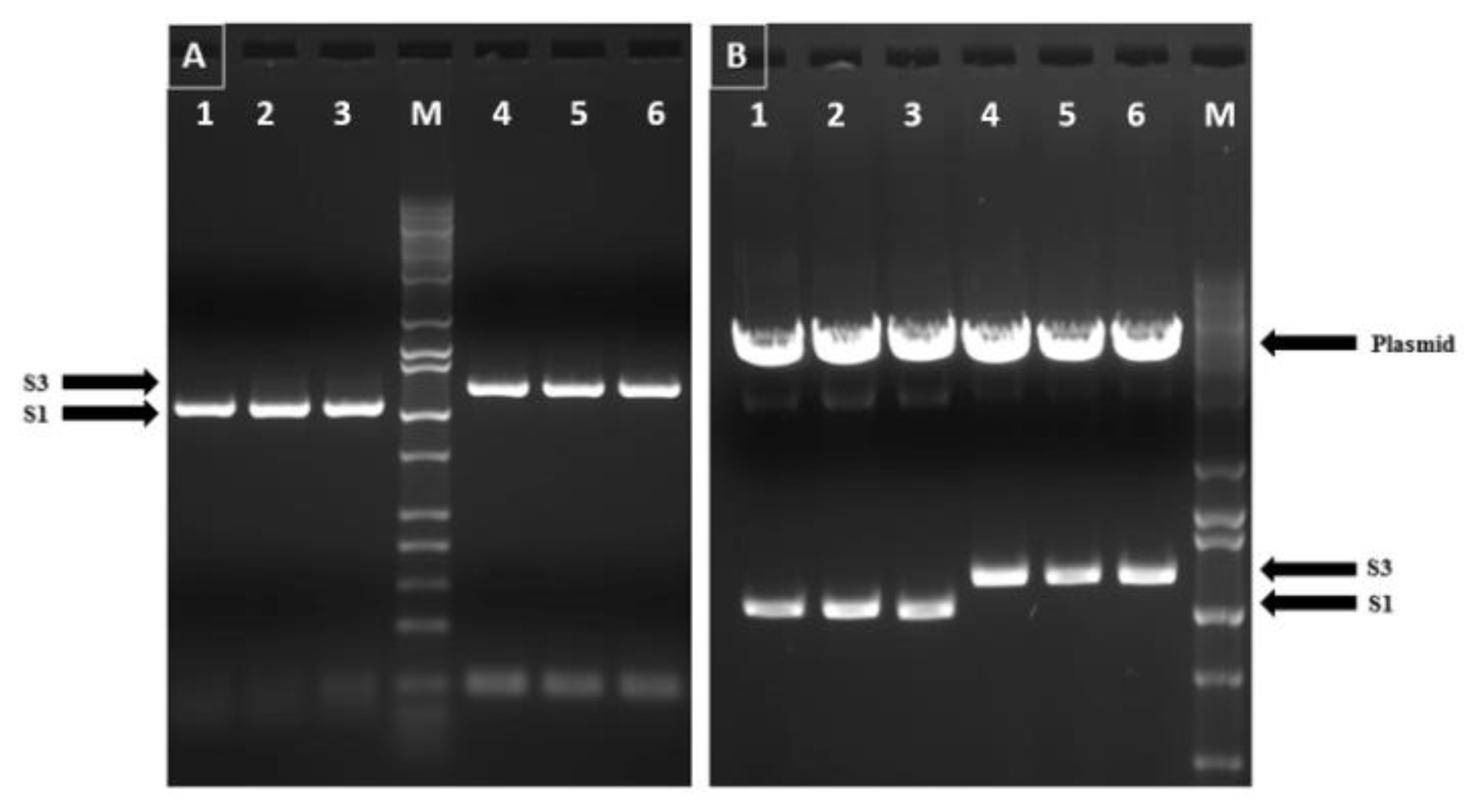 Pathogens 10 00197 g001 Pathogens 10 00197 g001