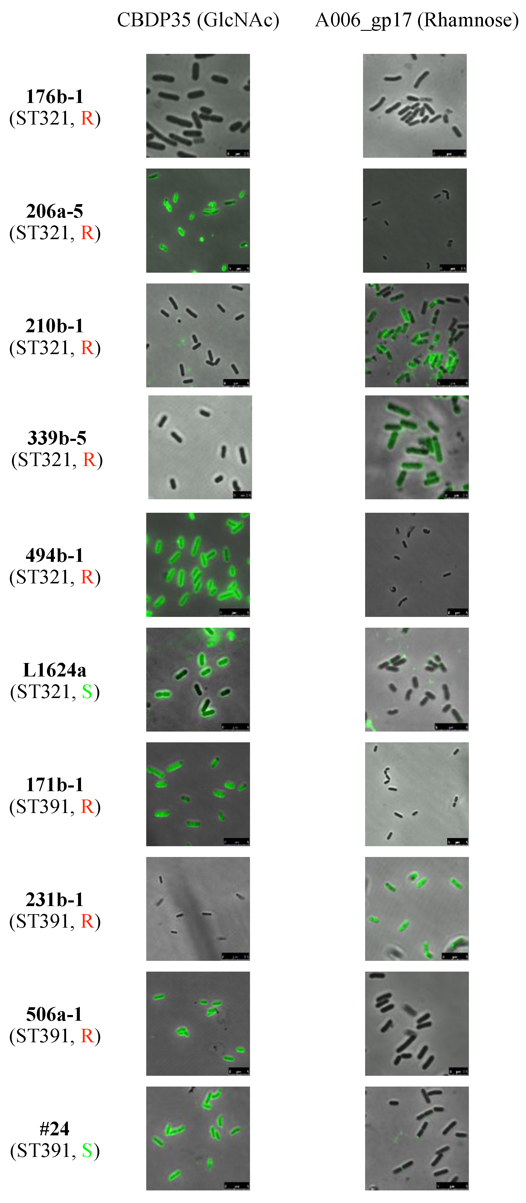 Pathogens 10 00199 g001 Pathogens 10 00199 g001