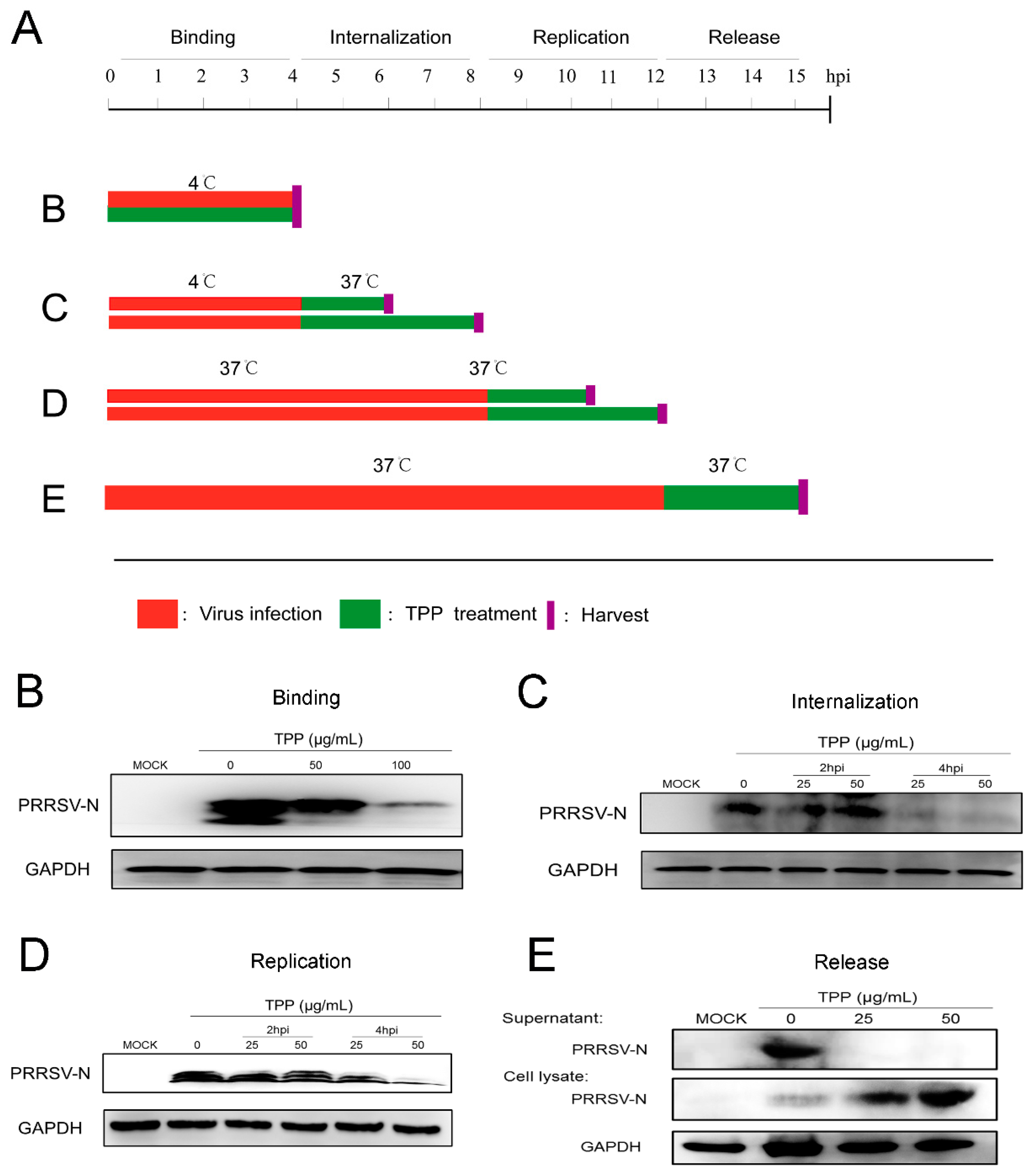 Pathogens 10 00202 g003