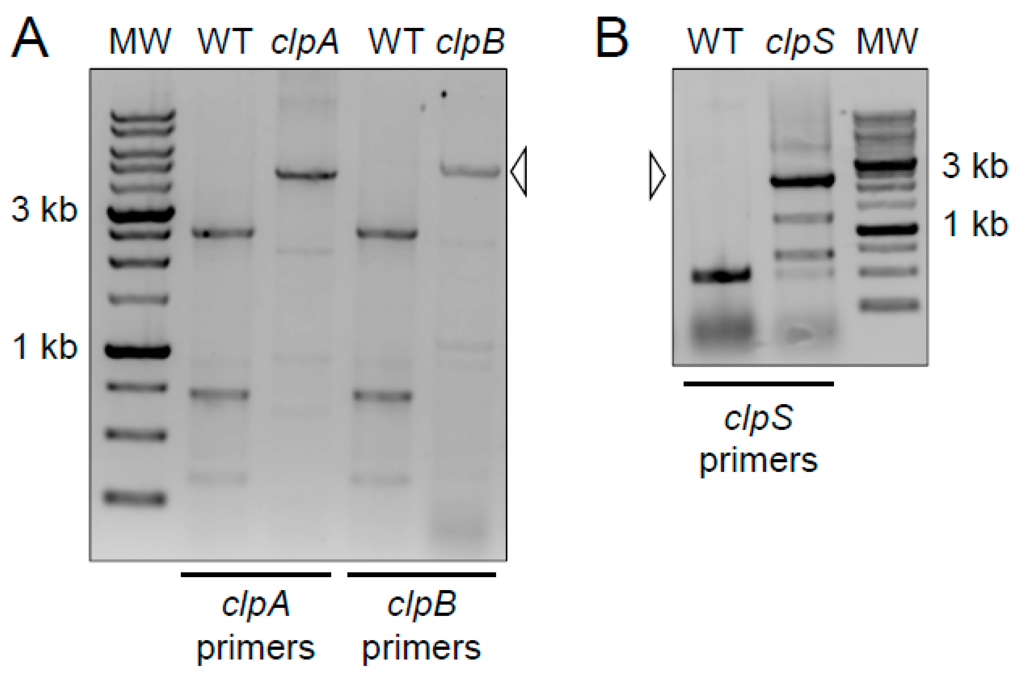 Pathogens 10 00204 g001