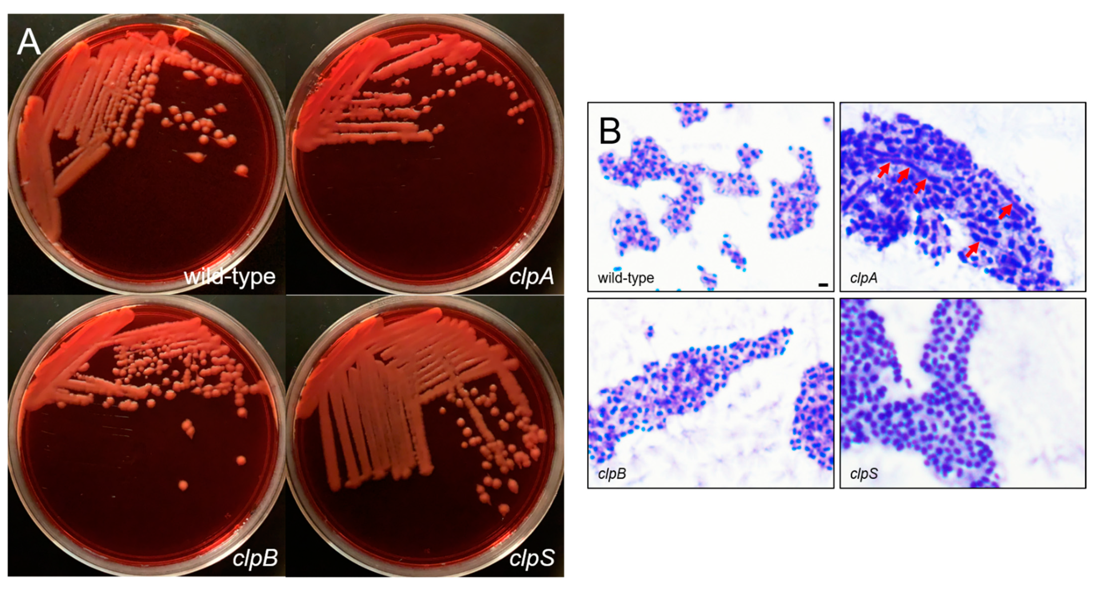 Pathogens 10 00204 g003