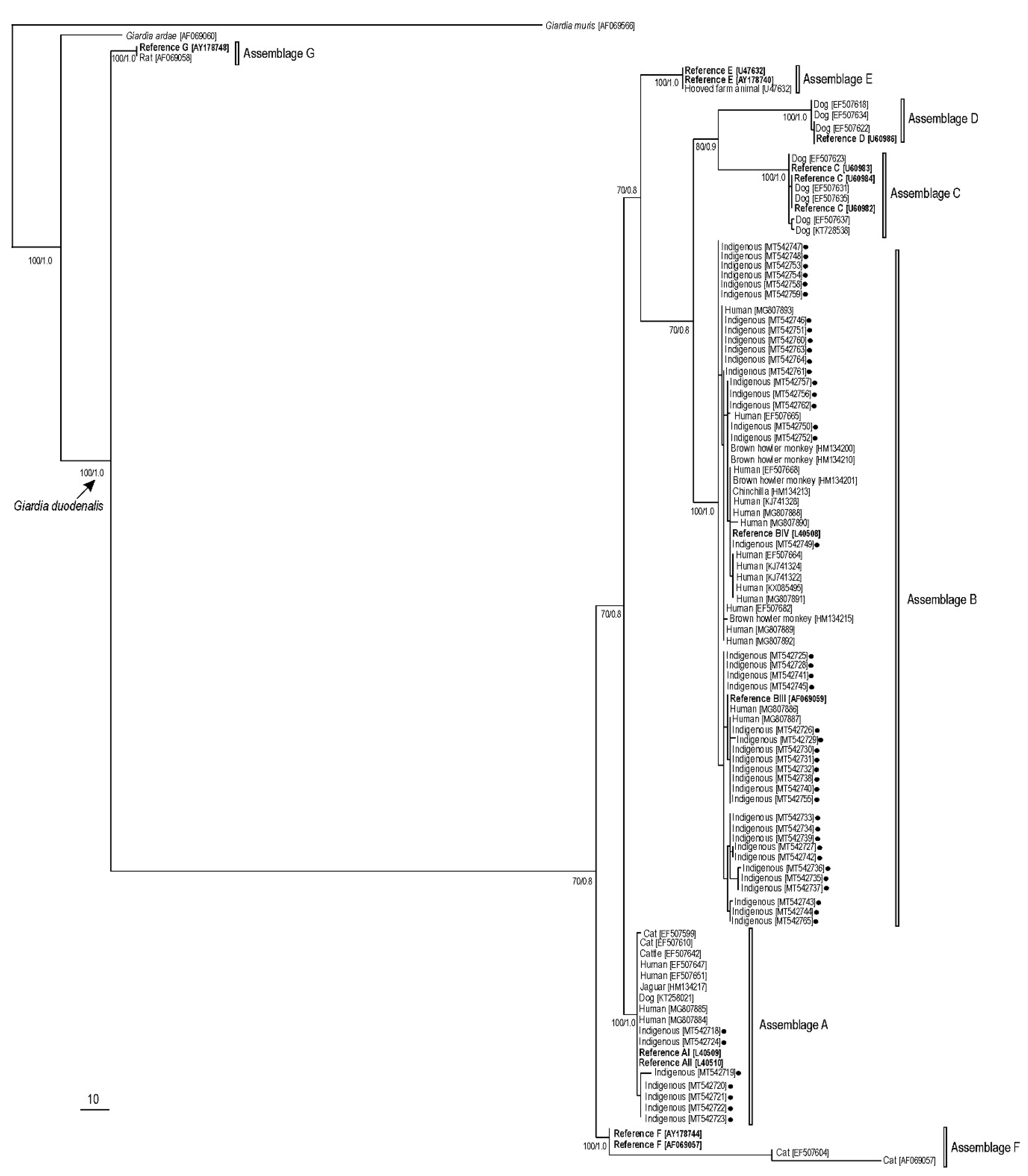 Pathogens Free Full Text Multilocus Genotyping Of Giardia Duodenalis In Mostly Asymptomatic Indigenous People From The Tapirape Tribe Brazilian Amazon Html