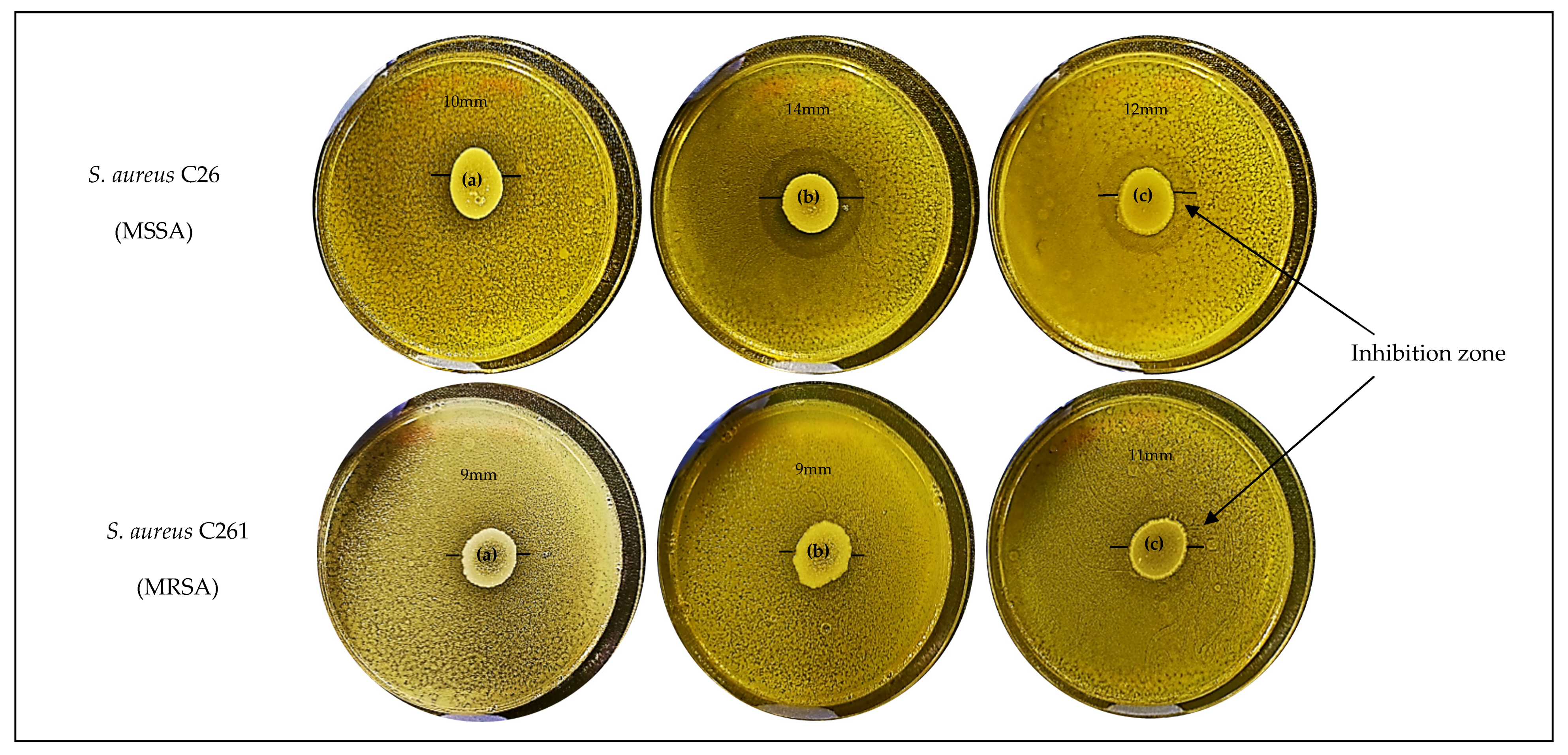 Pathogens 10 00207 g002 Pathogens 10 00207 g002