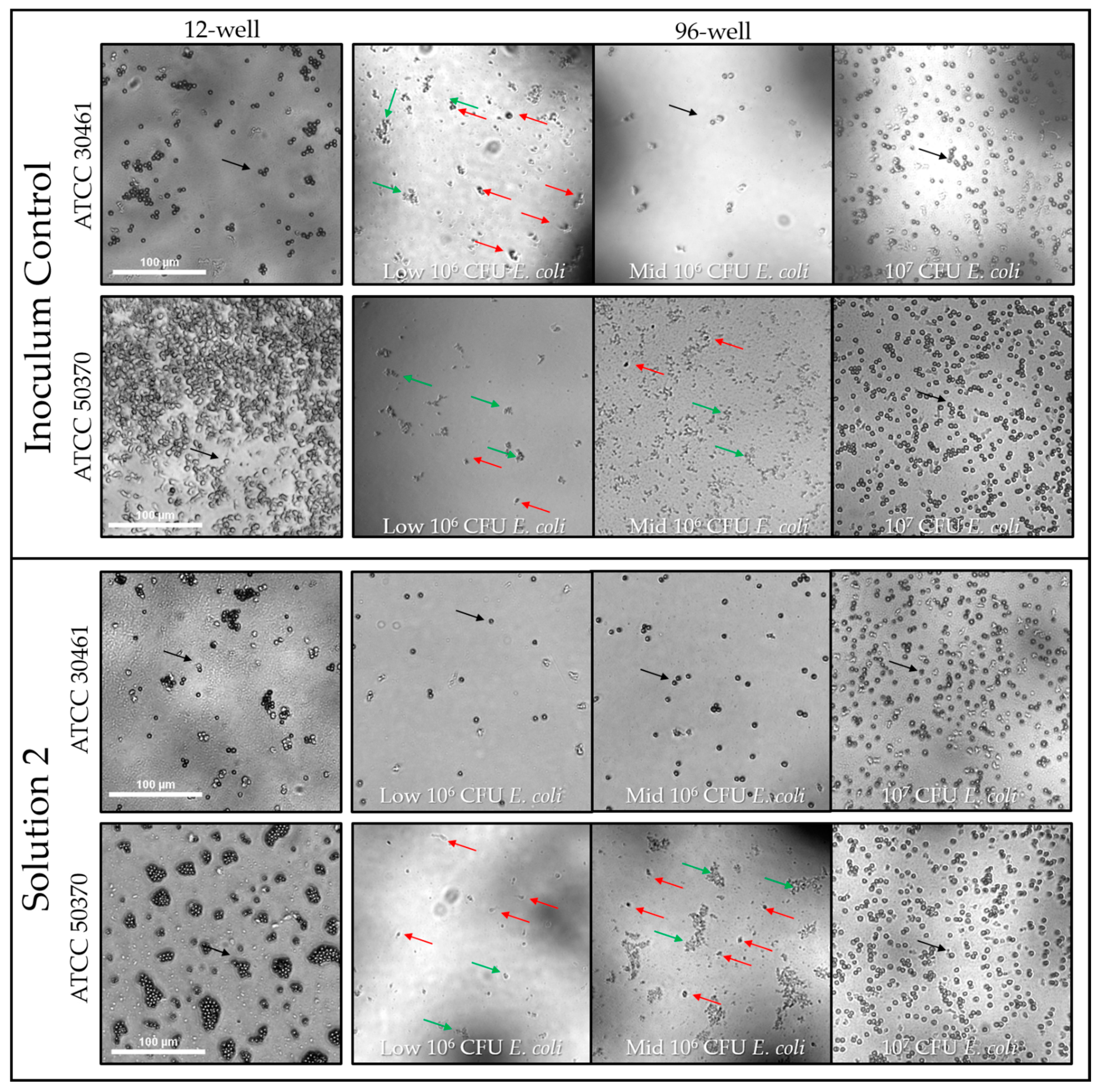 Pathogens 10 00221 g009 Pathogens 10 00221 g009