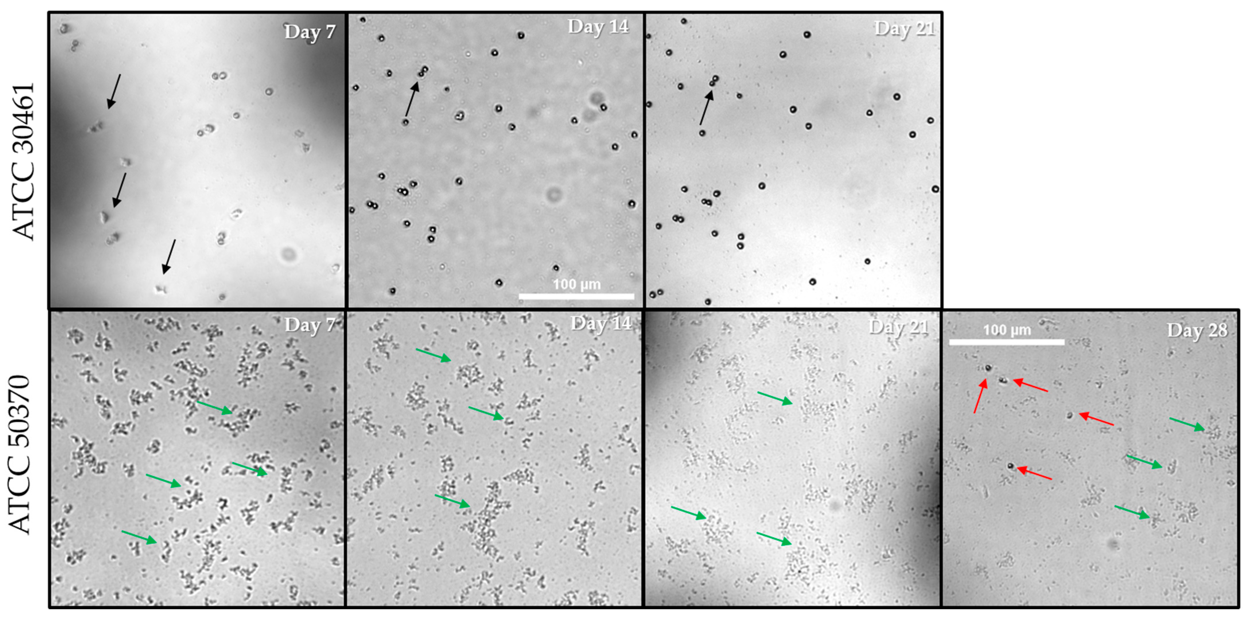 Pathogens 10 00221 g010 Pathogens 10 00221 g010