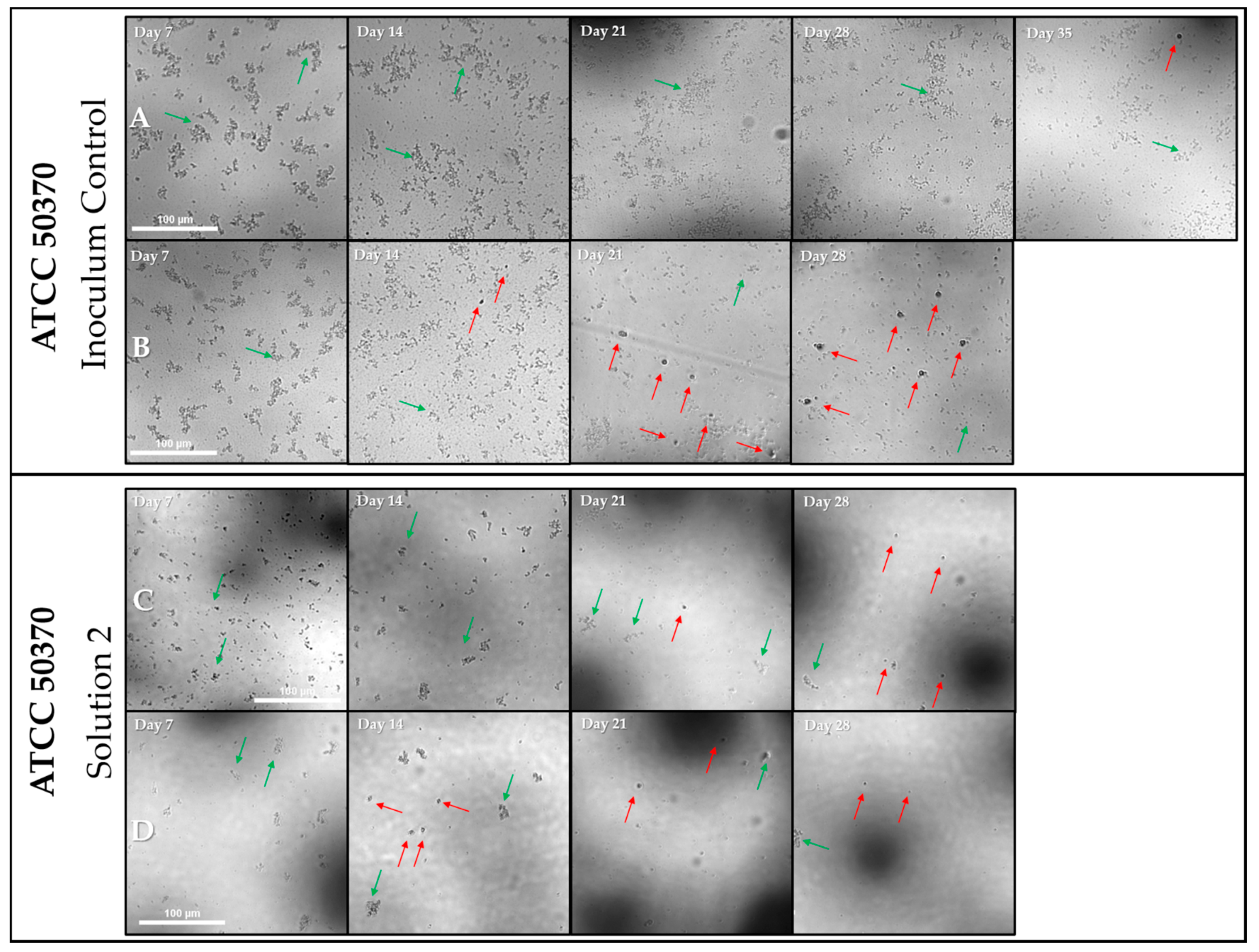 Pathogens 10 00221 g011 Pathogens 10 00221 g011