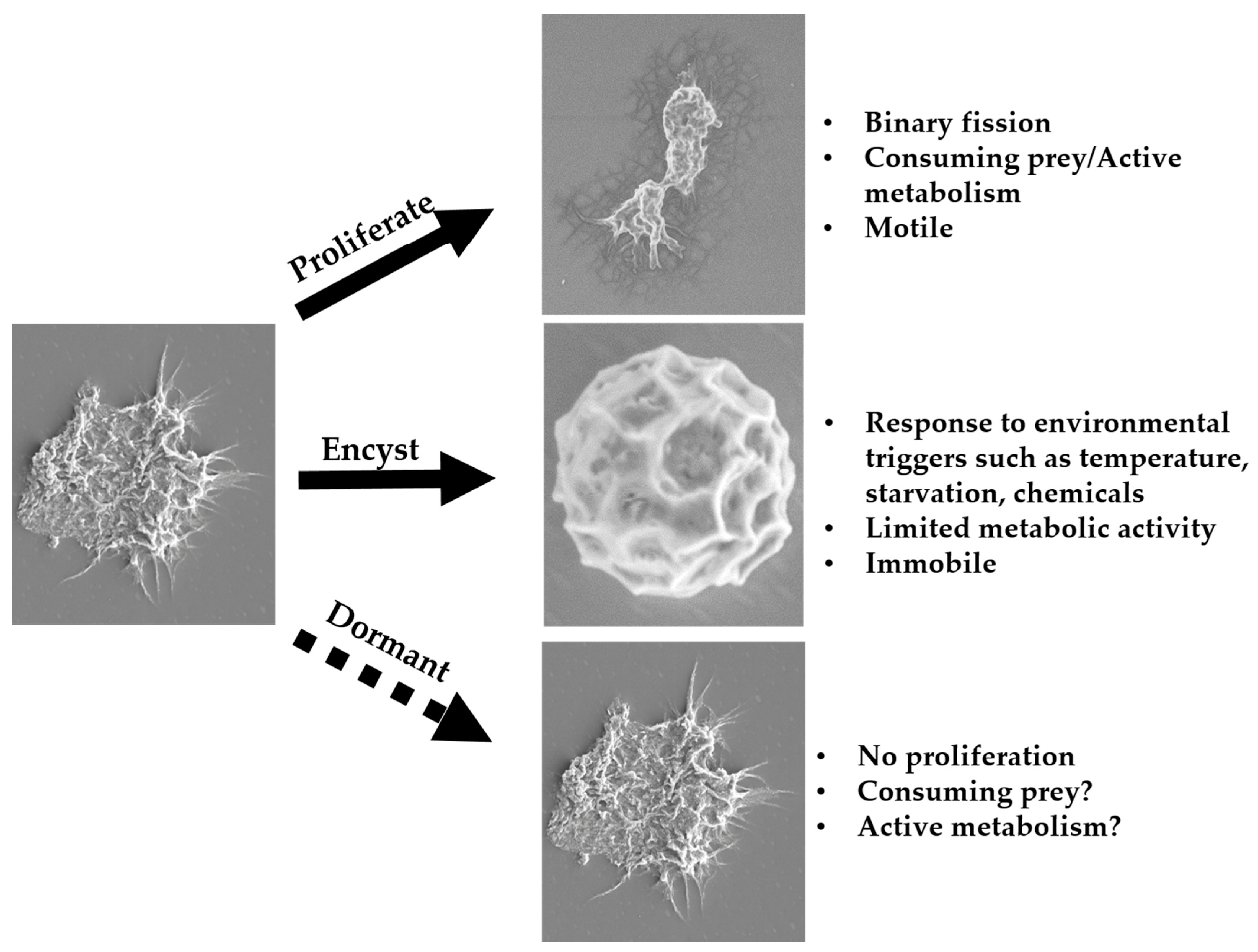 Pathogens 10 00221 g013 Pathogens 10 00221 g013