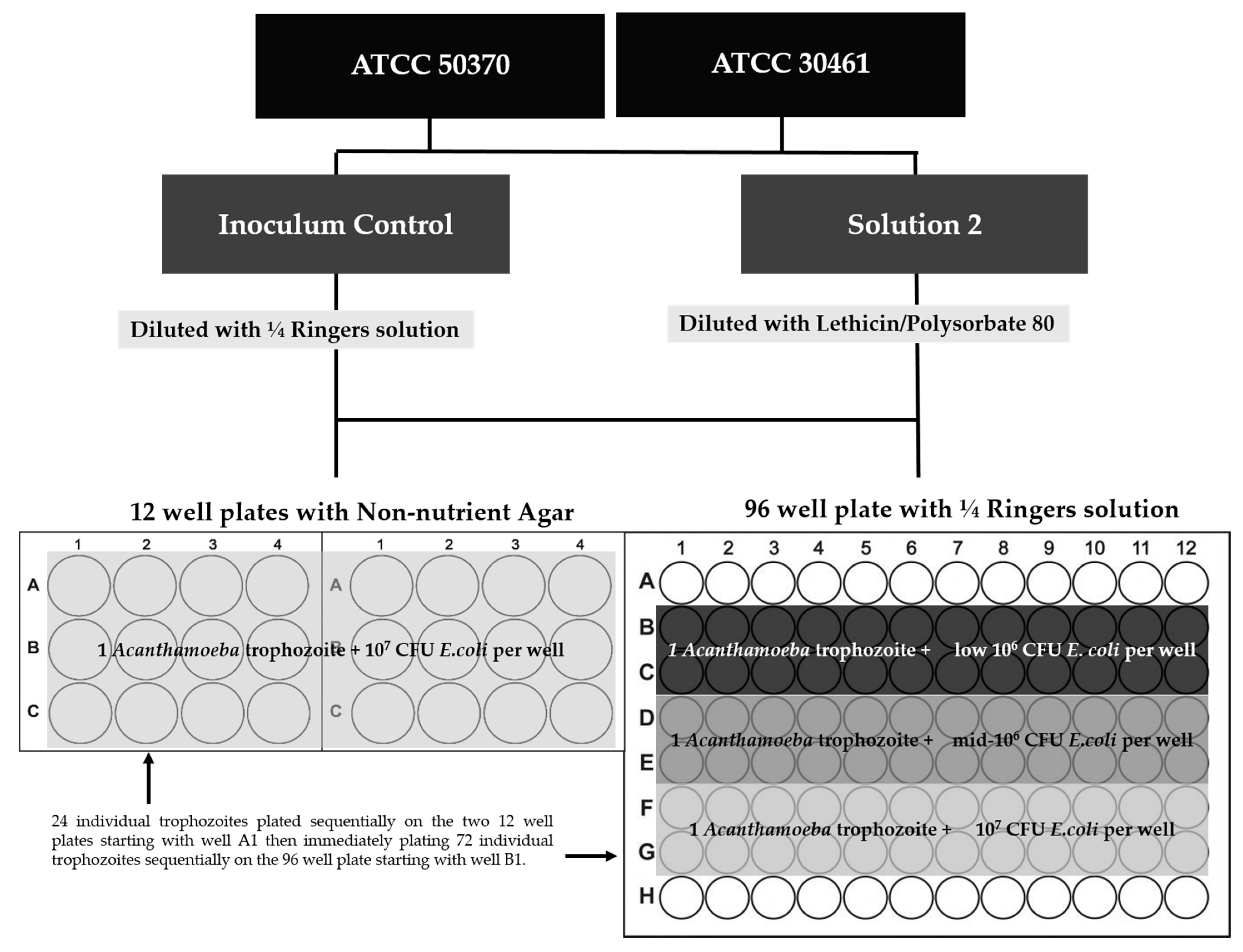 Pathogens 10 00221 g015 Pathogens 10 00221 g015