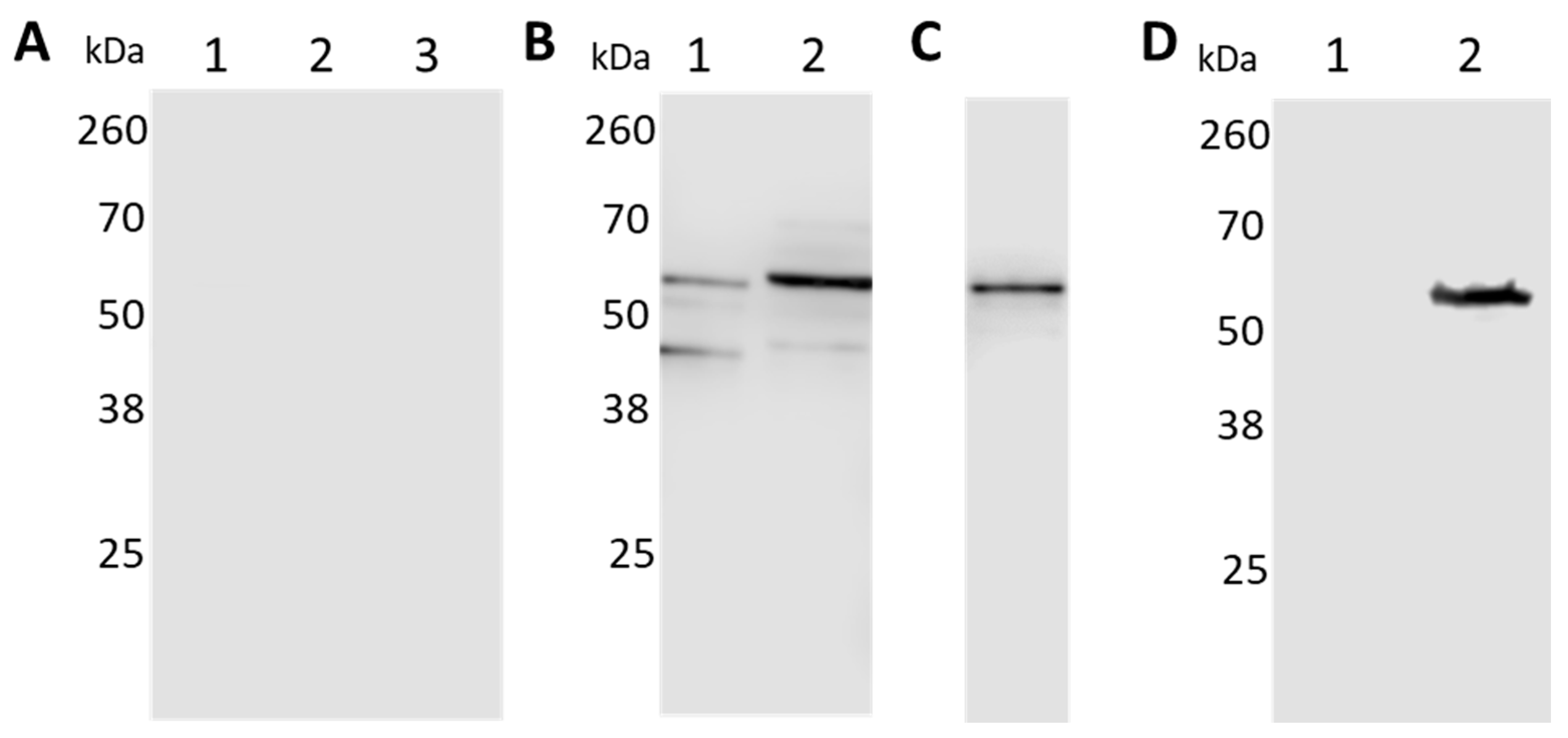Pathogens 10 00226 g002 Pathogens 10 00226 g002