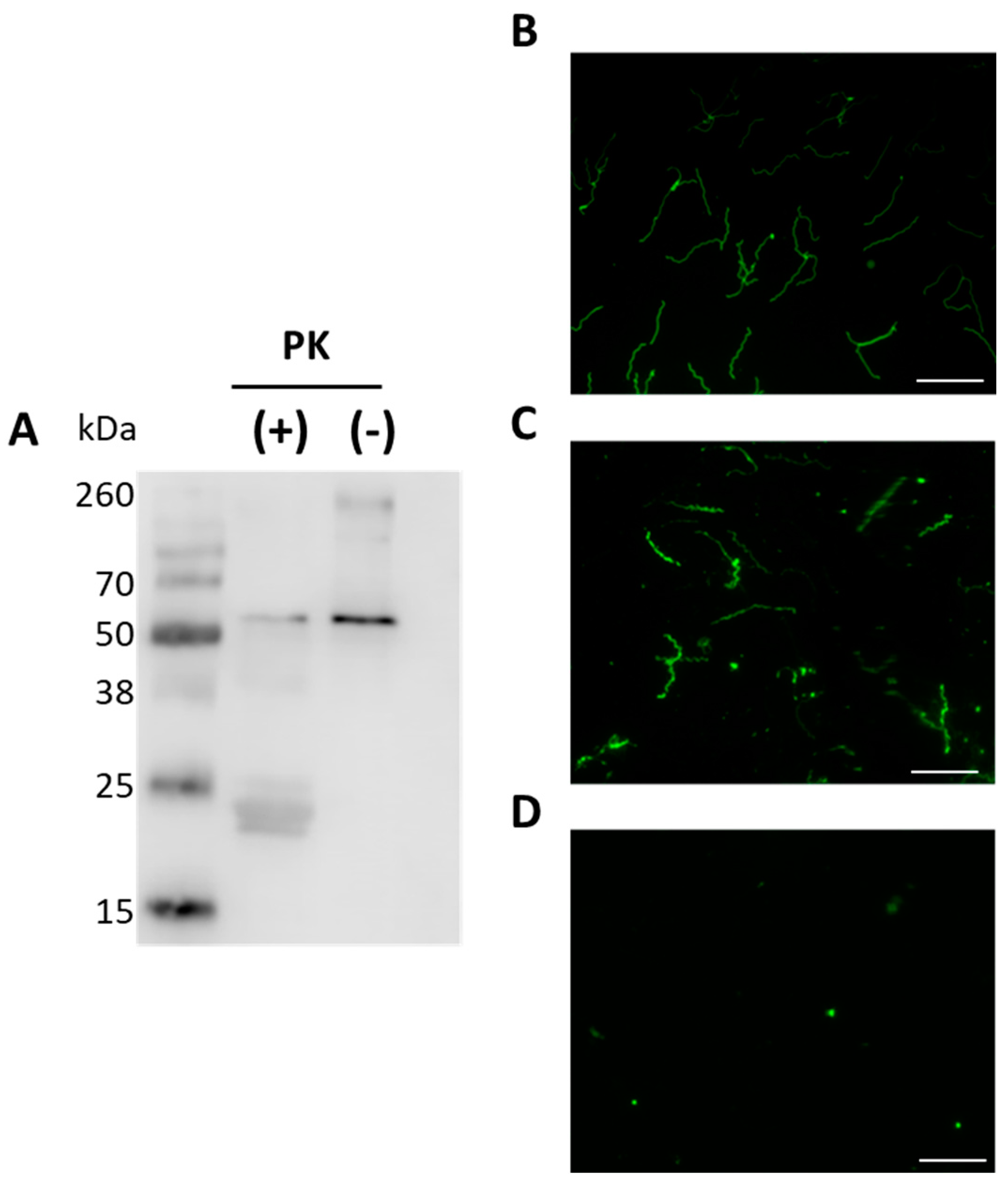 Pathogens 10 00226 g004 Pathogens 10 00226 g004