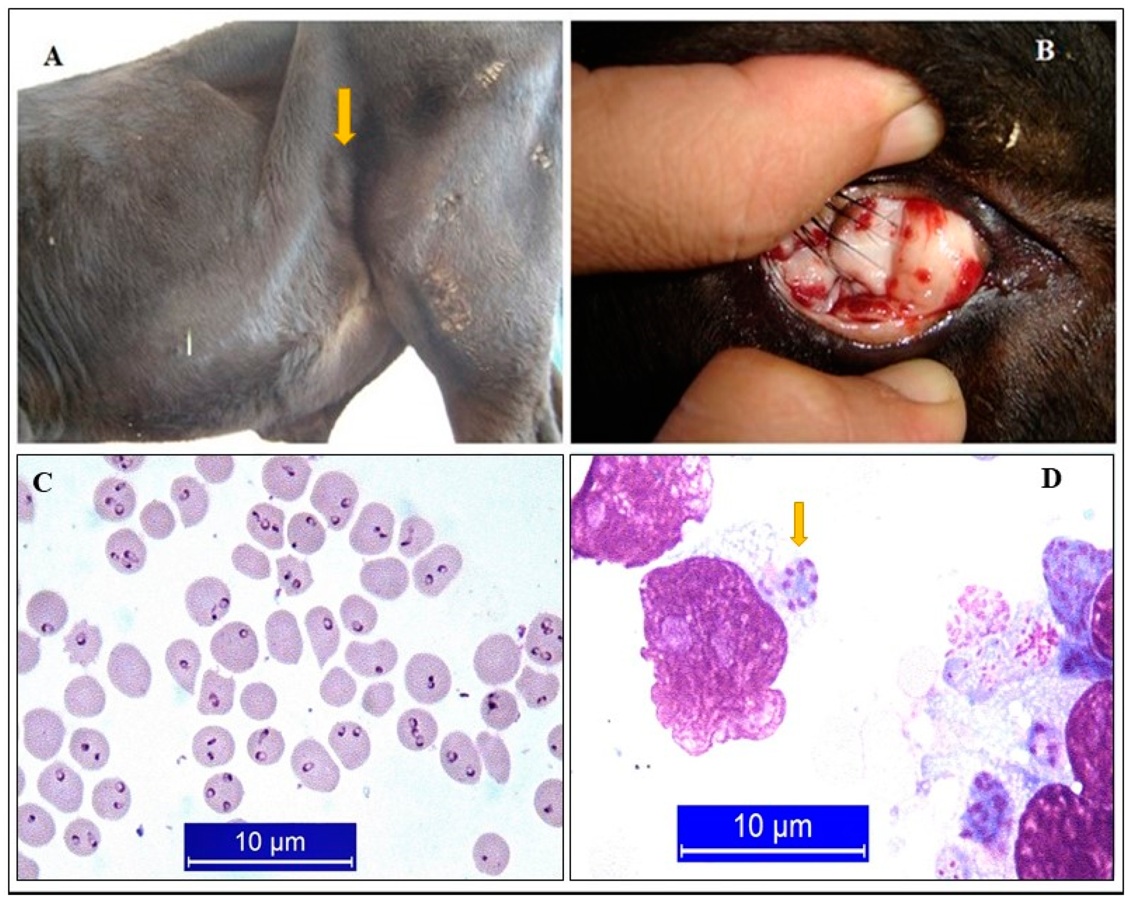 Pathogens | Free Full-Text | Primary Tick-Borne Protozoan and Rickettsial  Infections of Animals in Turkey