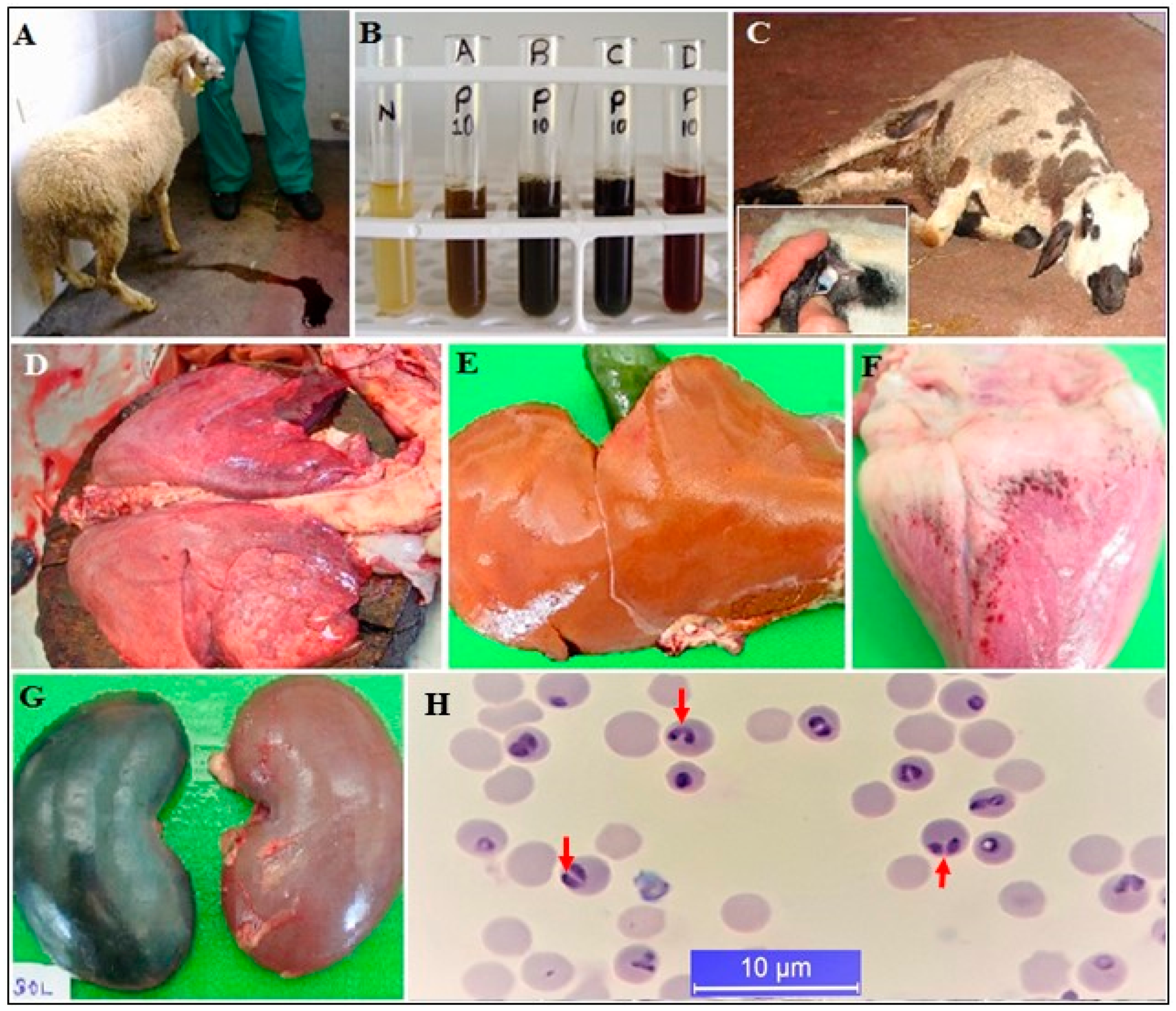 Pathogens 10 00231 g003