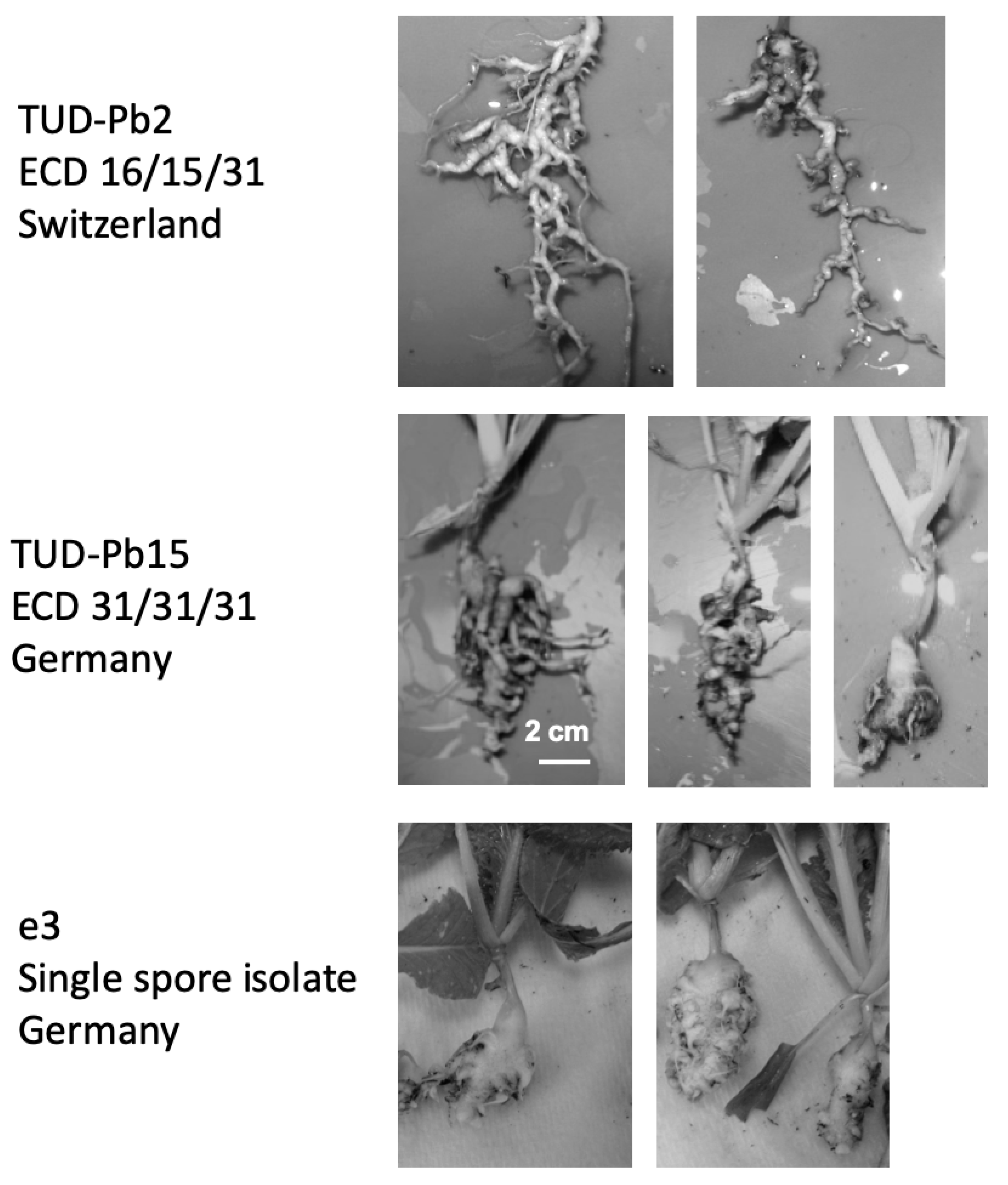 Pathogens 10 00259 g002 Pathogens 10 00259 g002