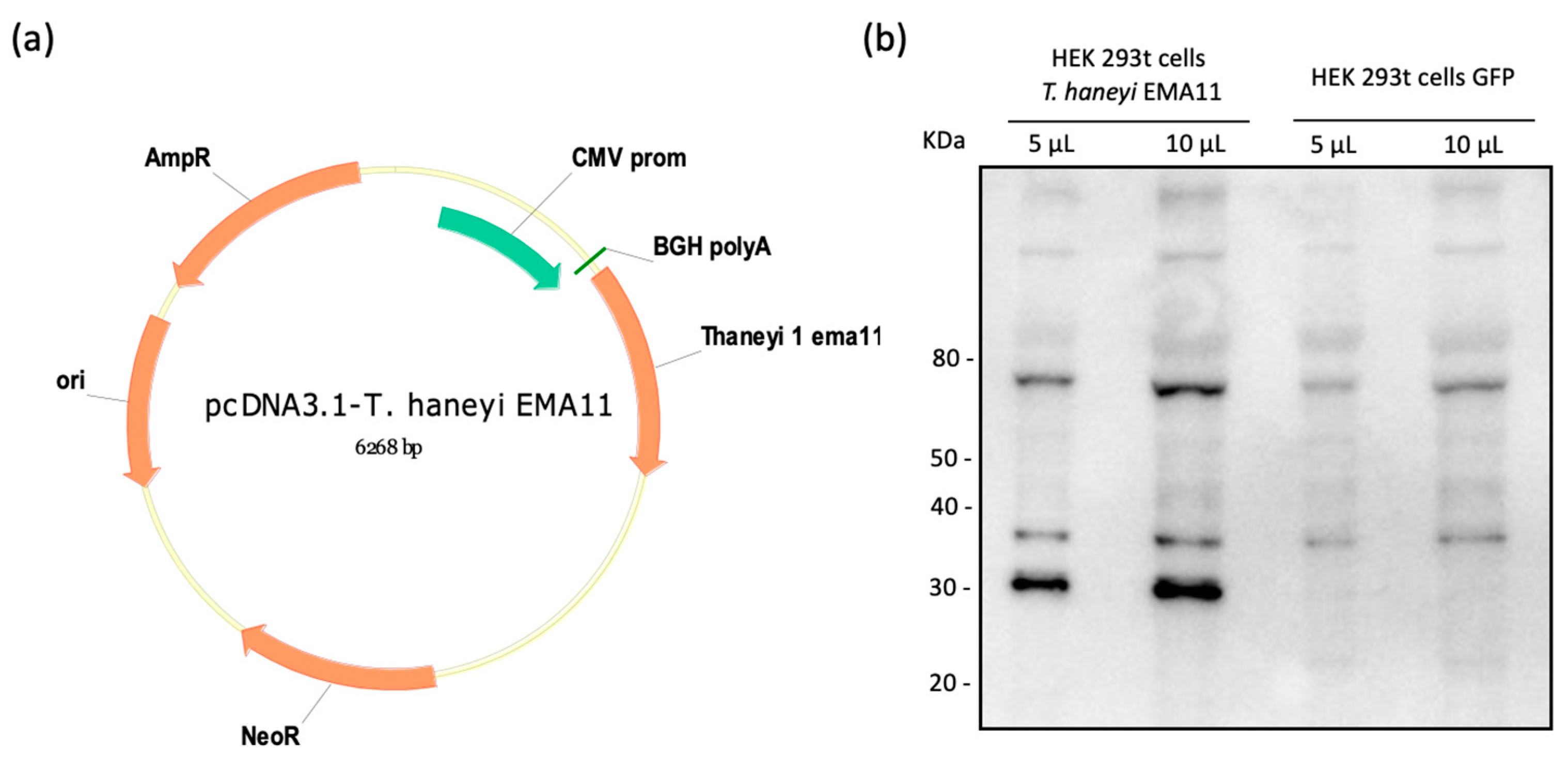 Pathogens 10 00270 g001 Pathogens 10 00270 g001