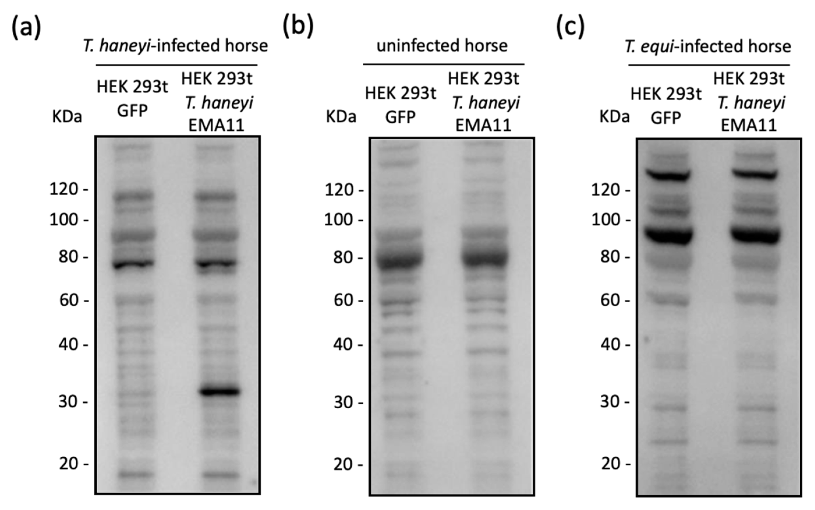 Pathogens 10 00270 g002 Pathogens 10 00270 g002