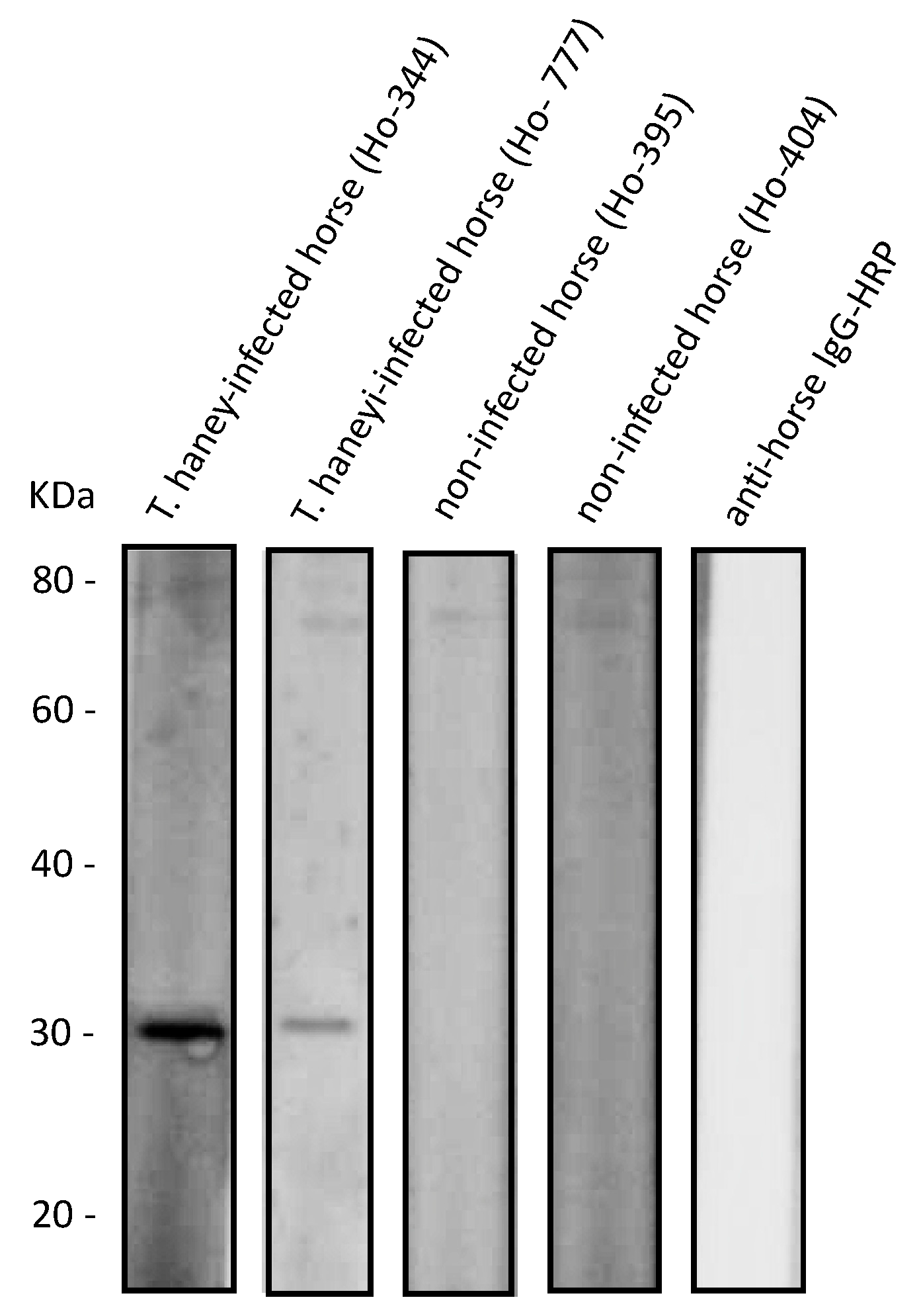 Pathogens 10 00270 g003 Pathogens 10 00270 g003