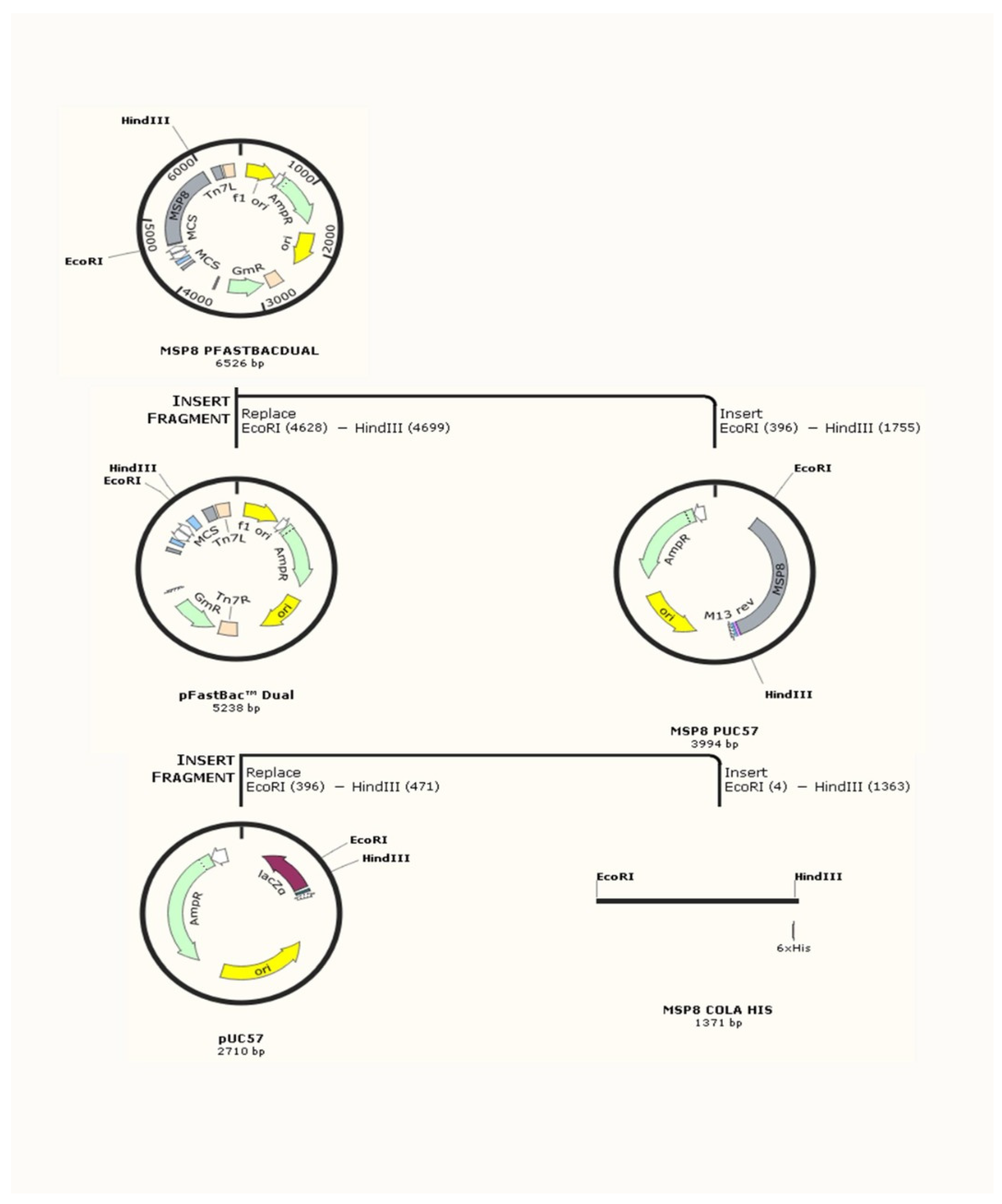 Pathogens 10 00282 g0a1