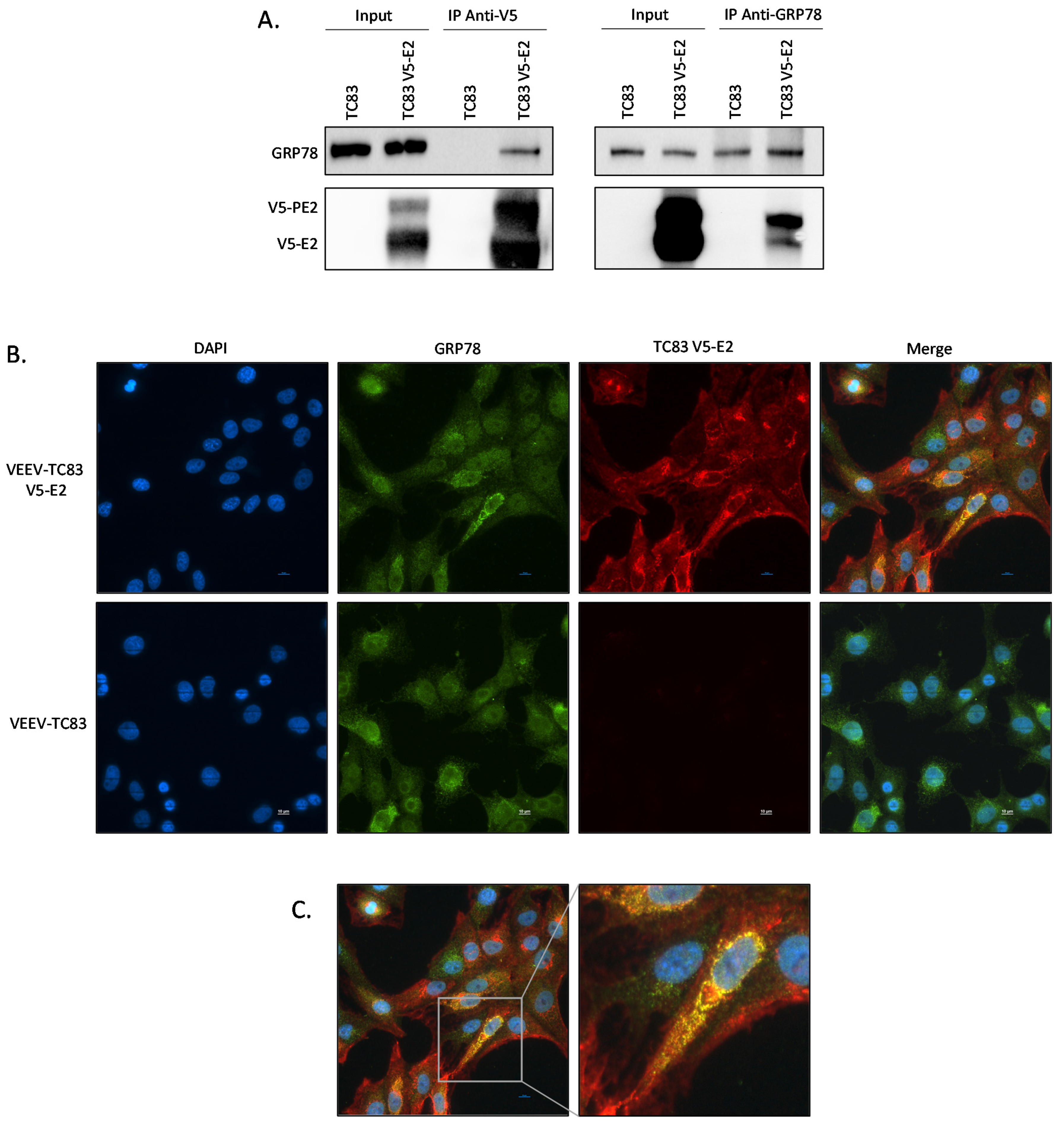 Pathogens 10 00283 g004 Pathogens 10 00283 g004