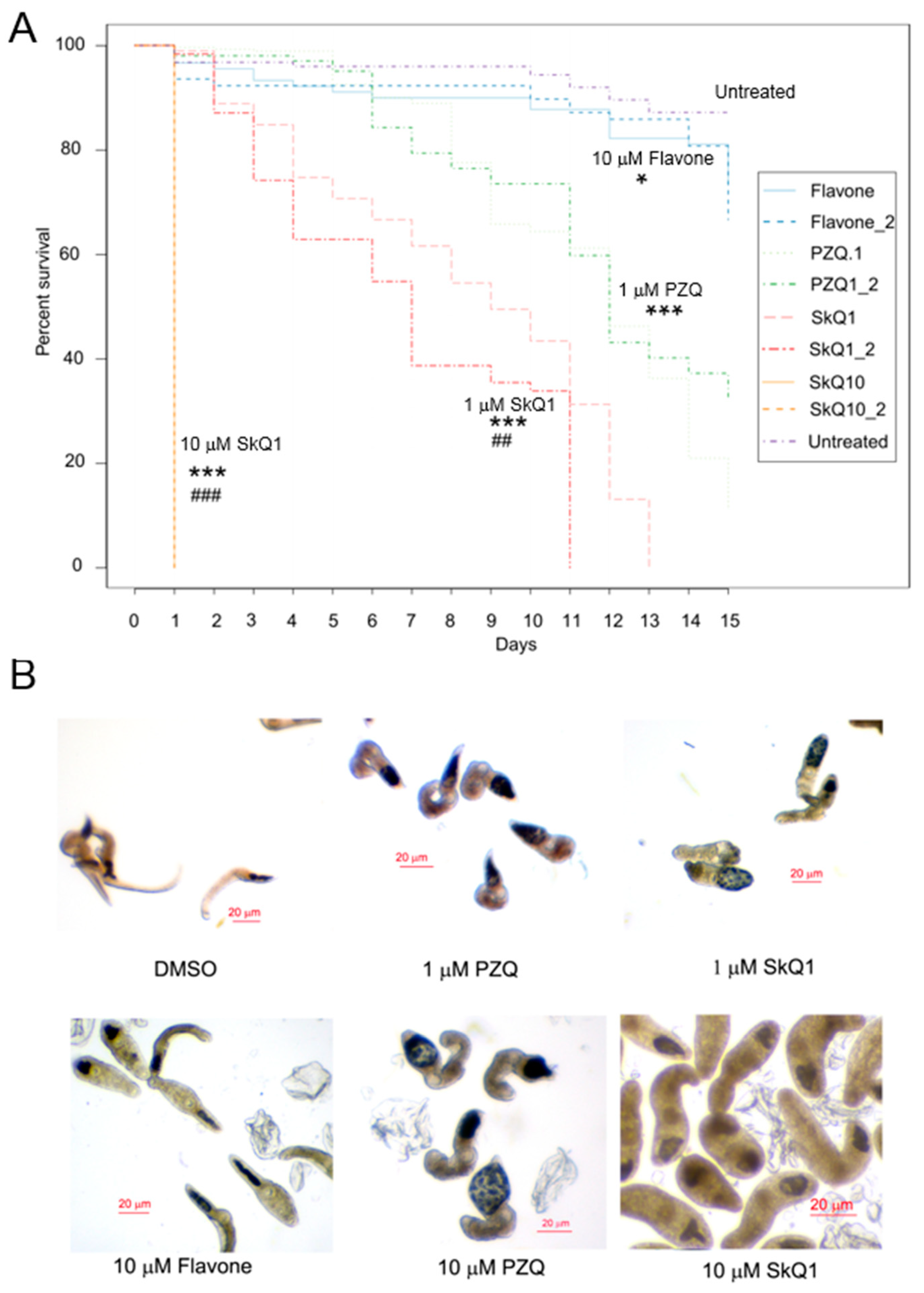 anthelmintic activity against liver fluke papilloma virus inclusion bodies