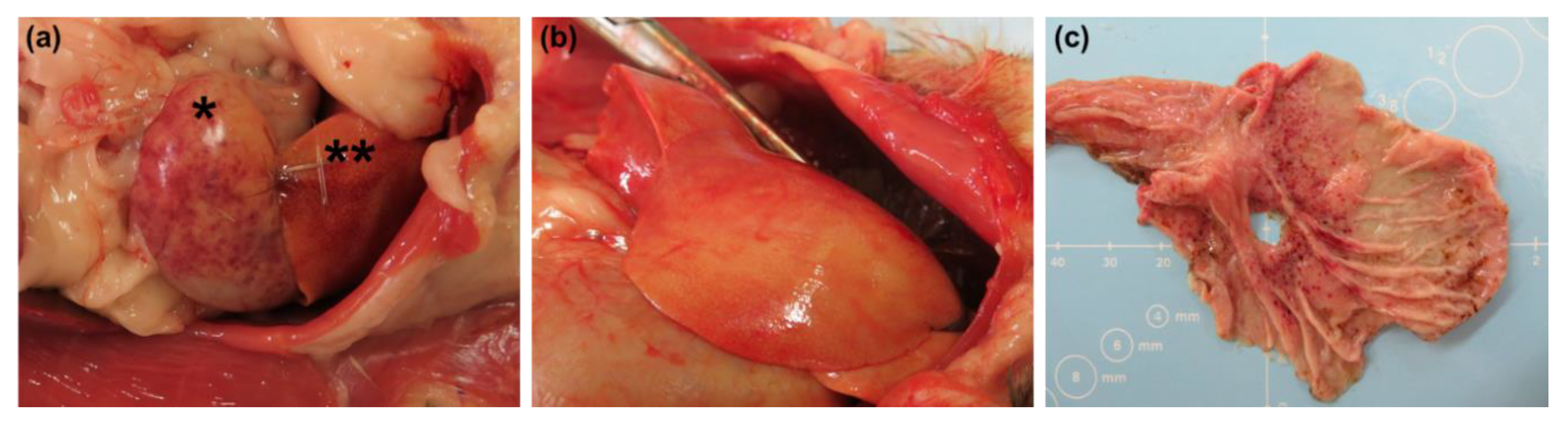 Pathogens 10 00292 g011 Pathogens 10 00292 g011