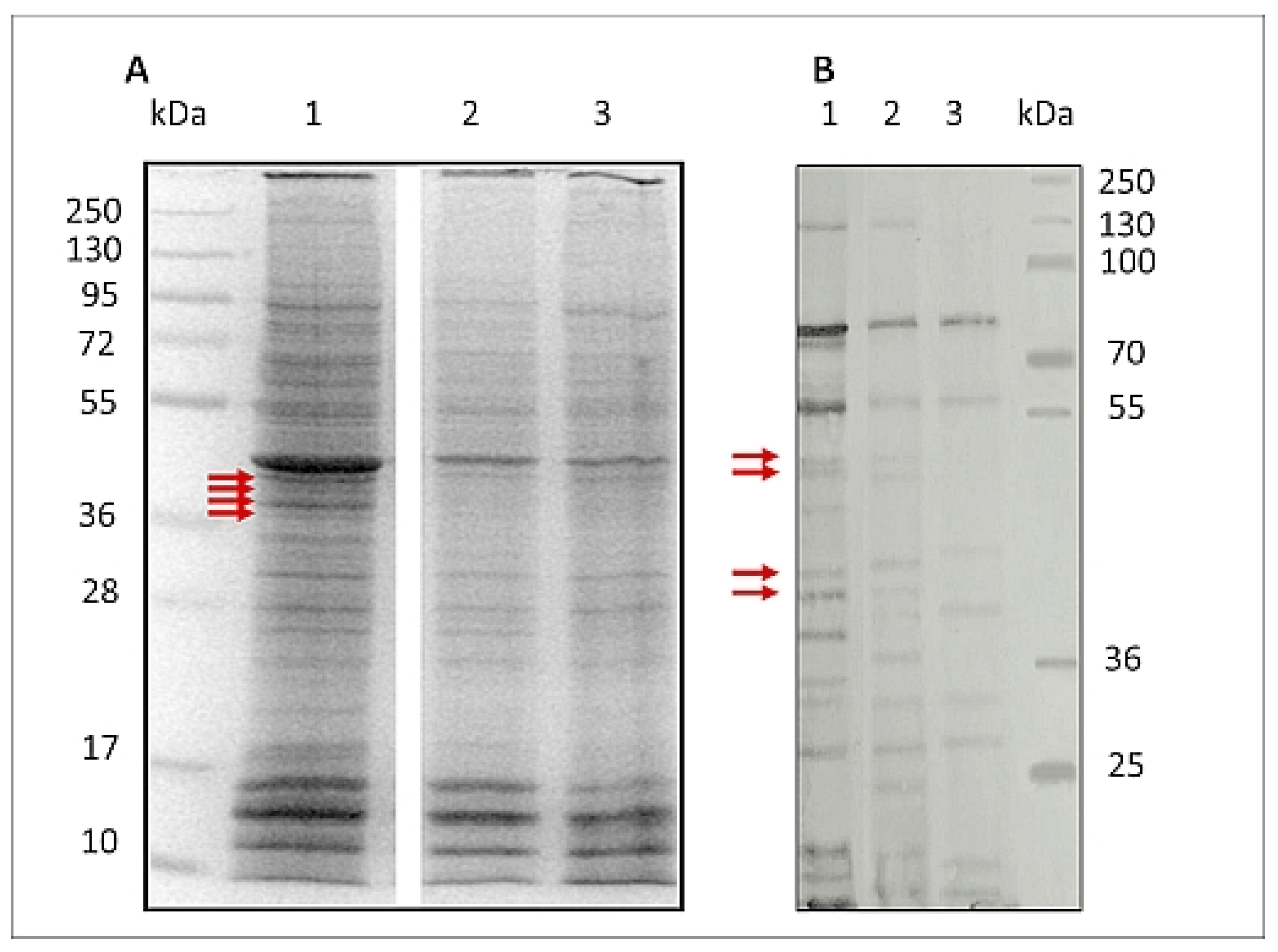 Pathogens 10 00296 g004 Pathogens 10 00296 g004