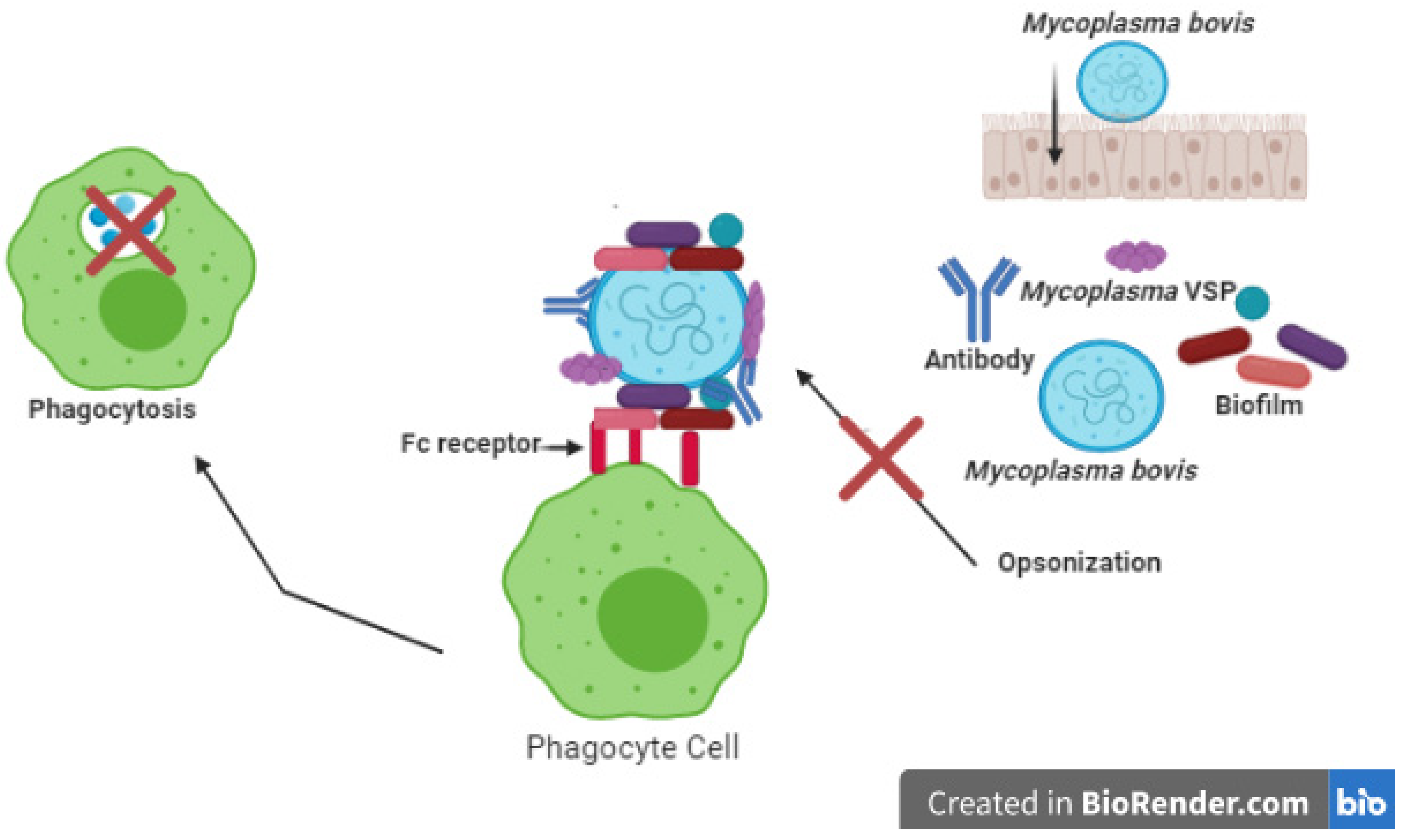 Pathogens 10 00297 g002 Pathogens 10 00297 g002