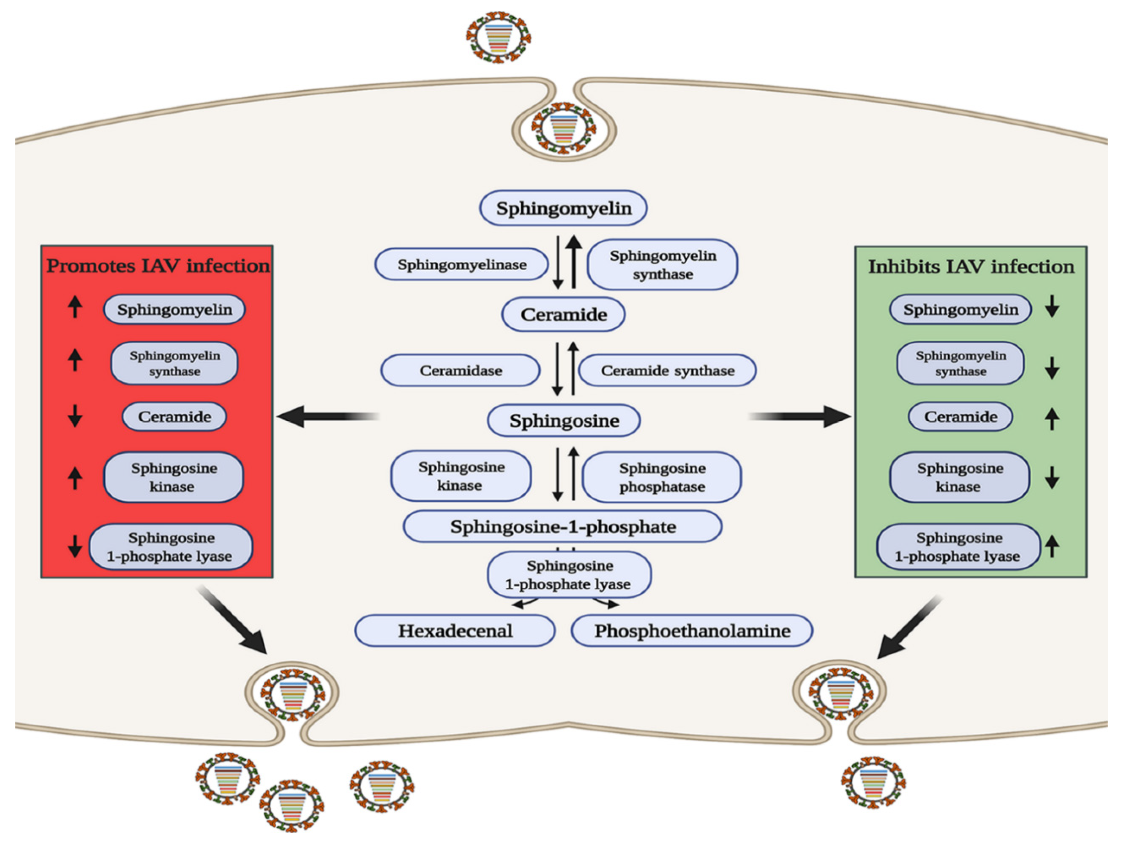 Pathogens 10 00303 g002