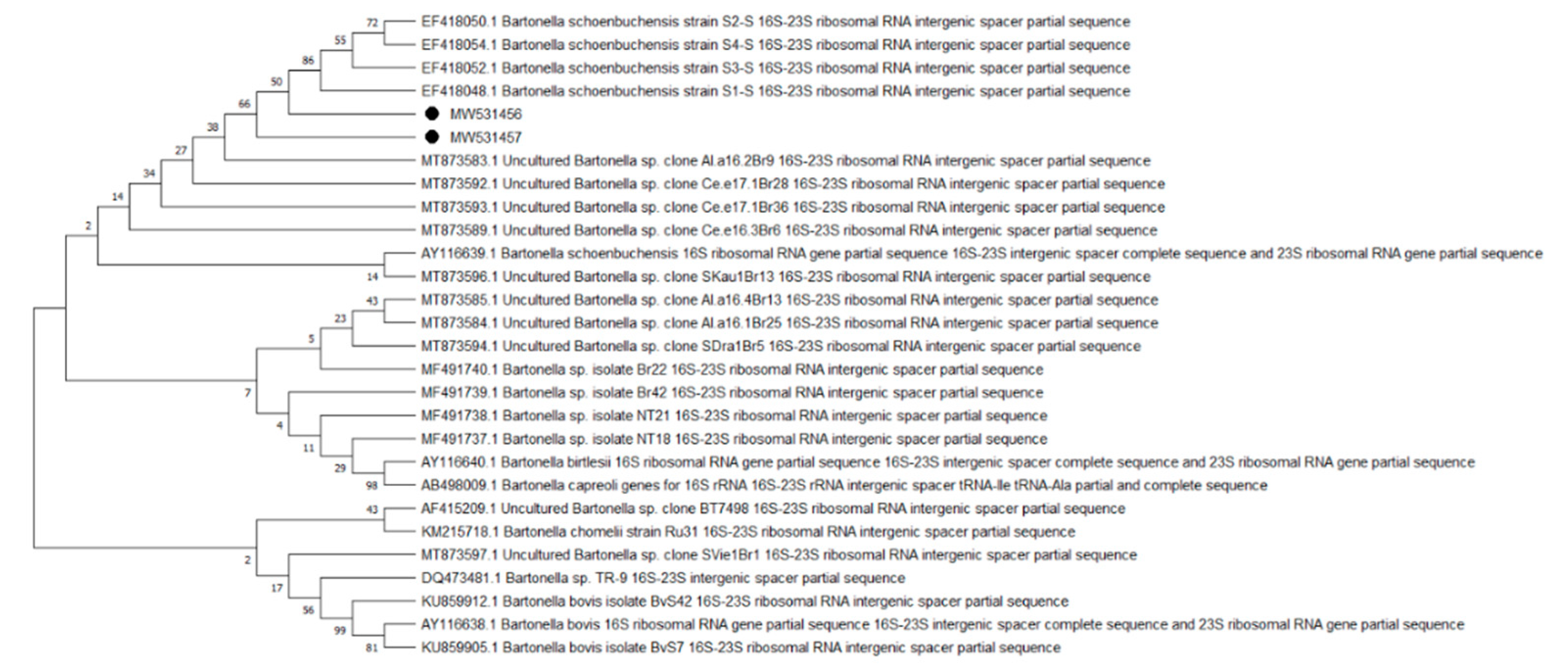 Pathogens 10 00324 g003 Pathogens 10 00324 g003