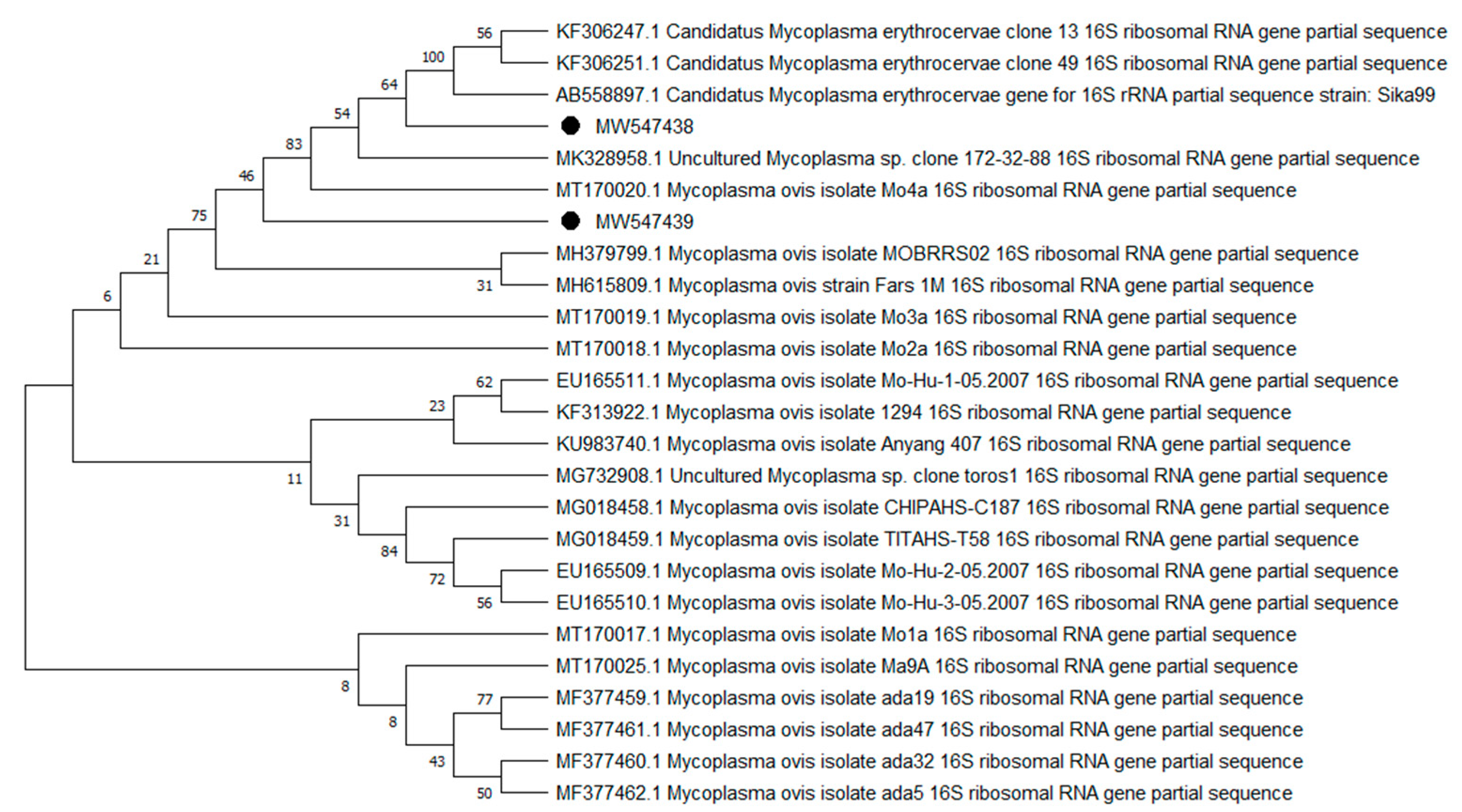 Pathogens 10 00324 g008 Pathogens 10 00324 g008