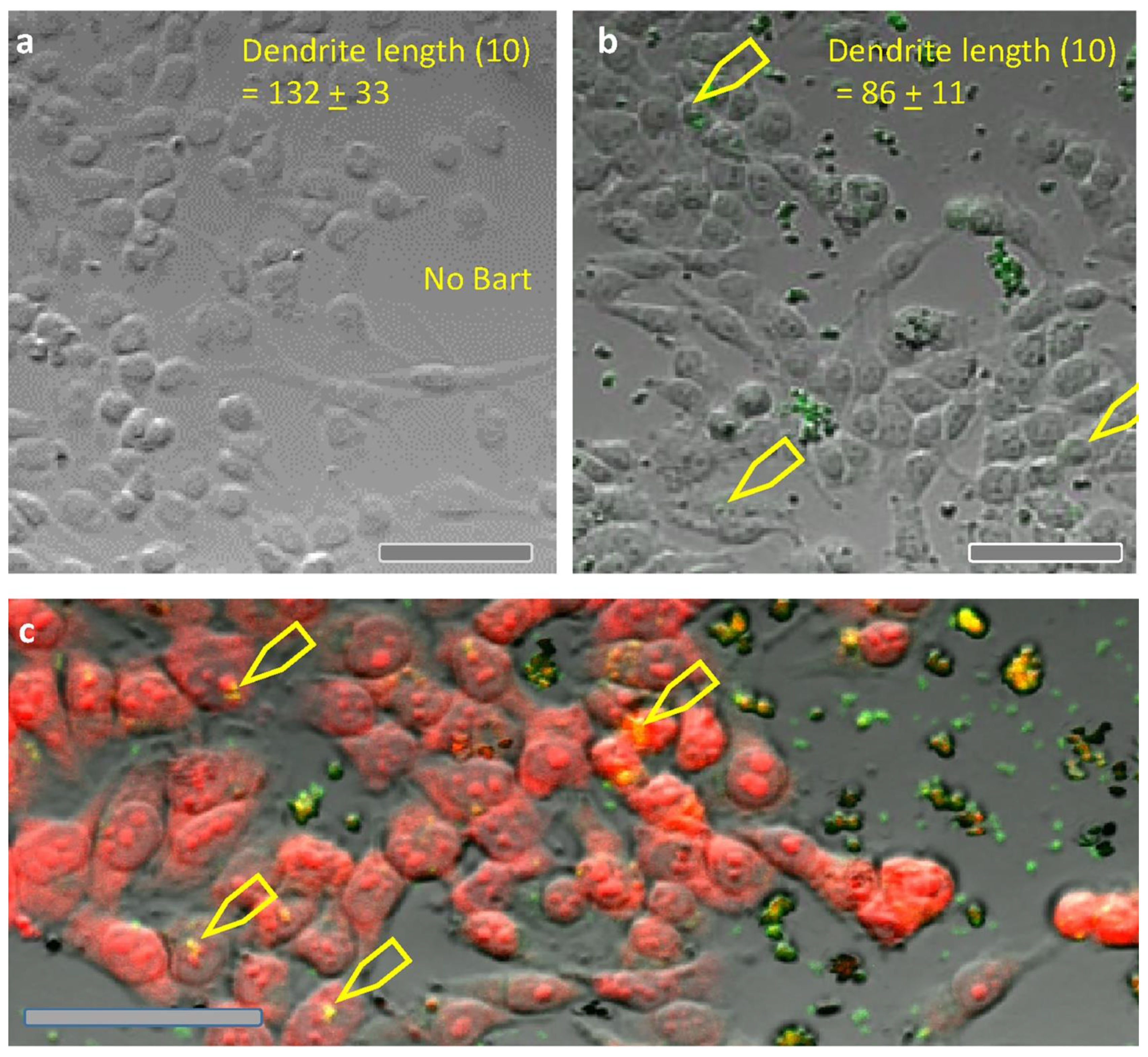 Pathogens 10 00326 g002